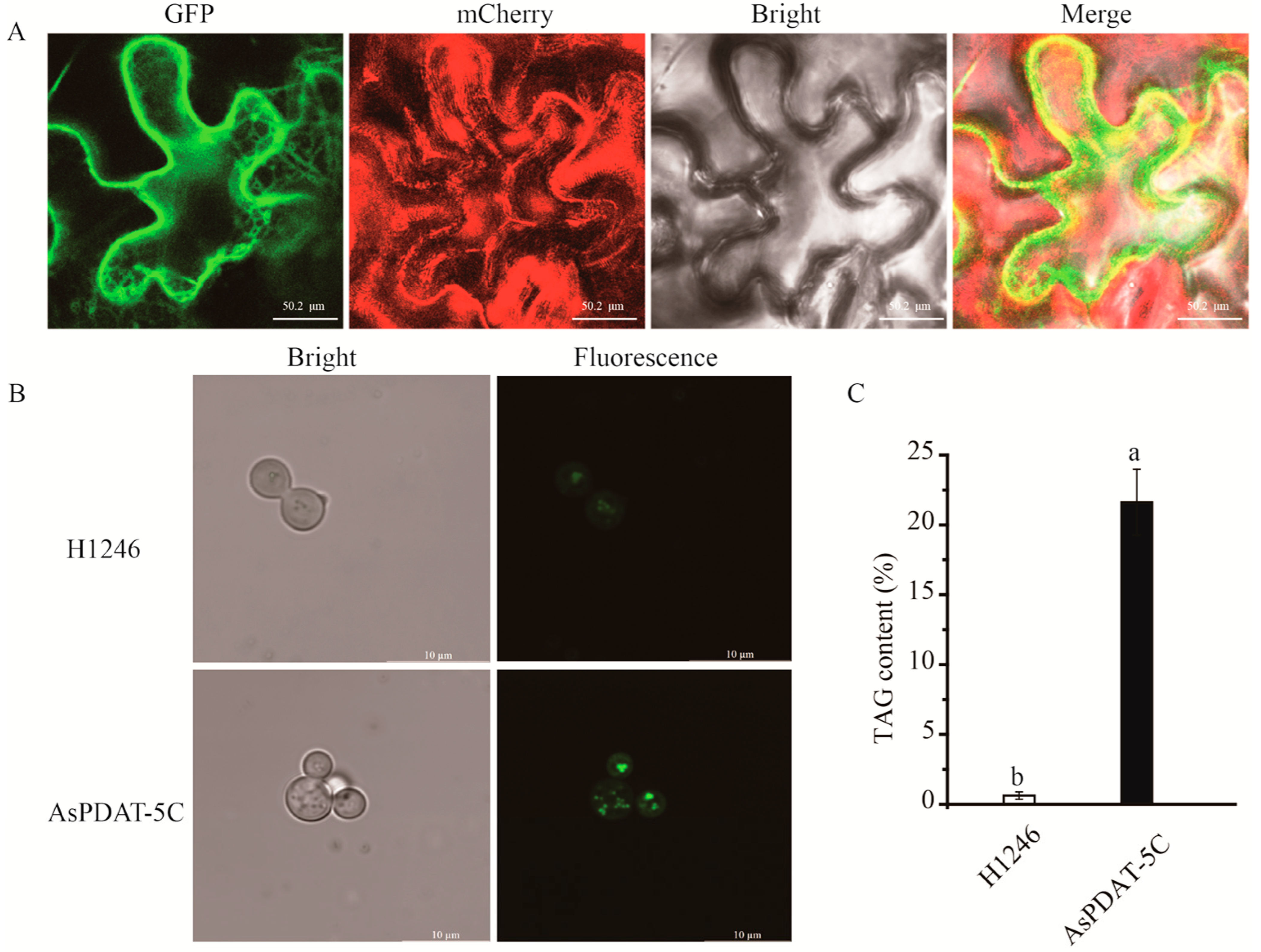 Plants 15 00035 g004