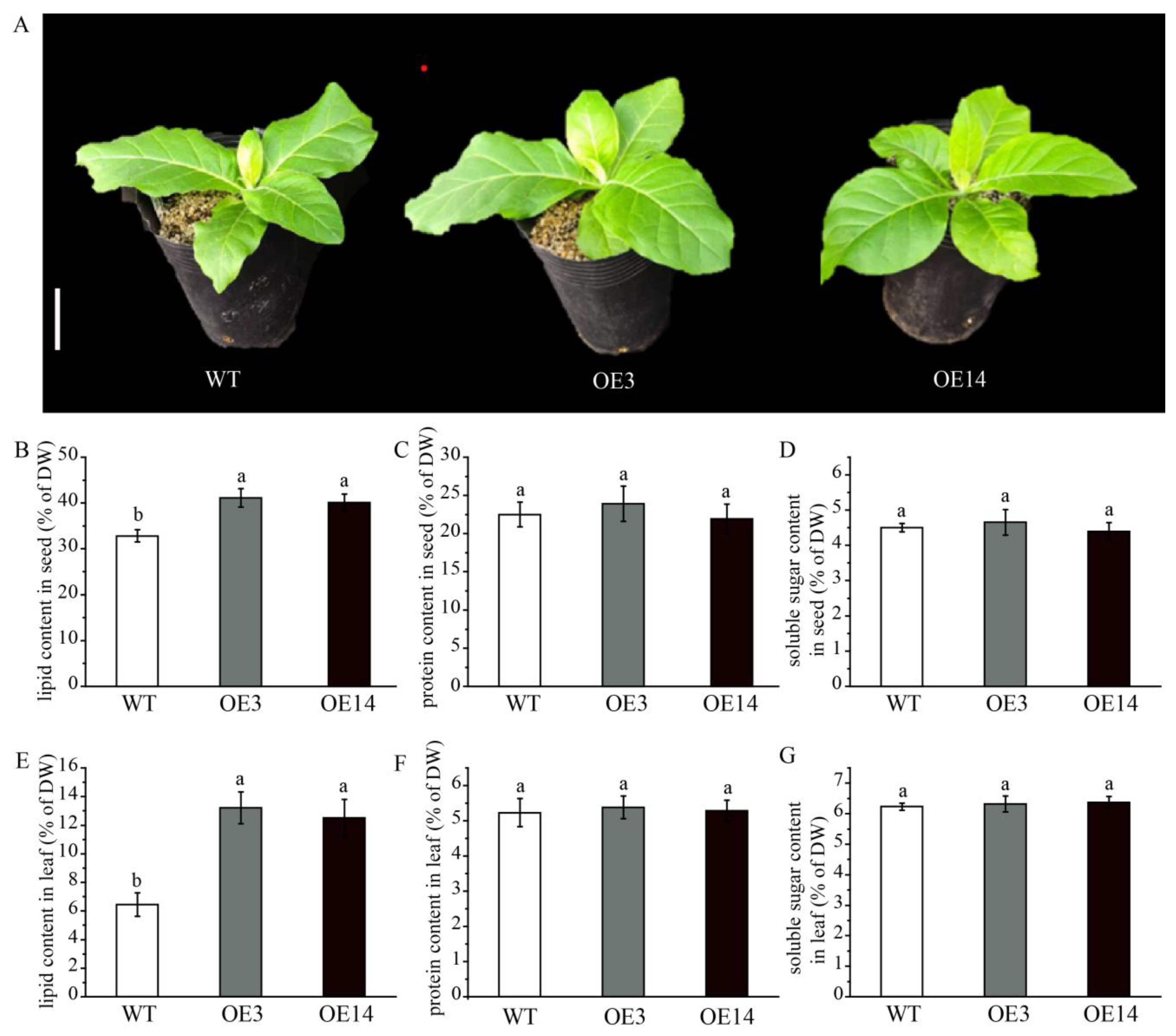 Plants 15 00035 g005
