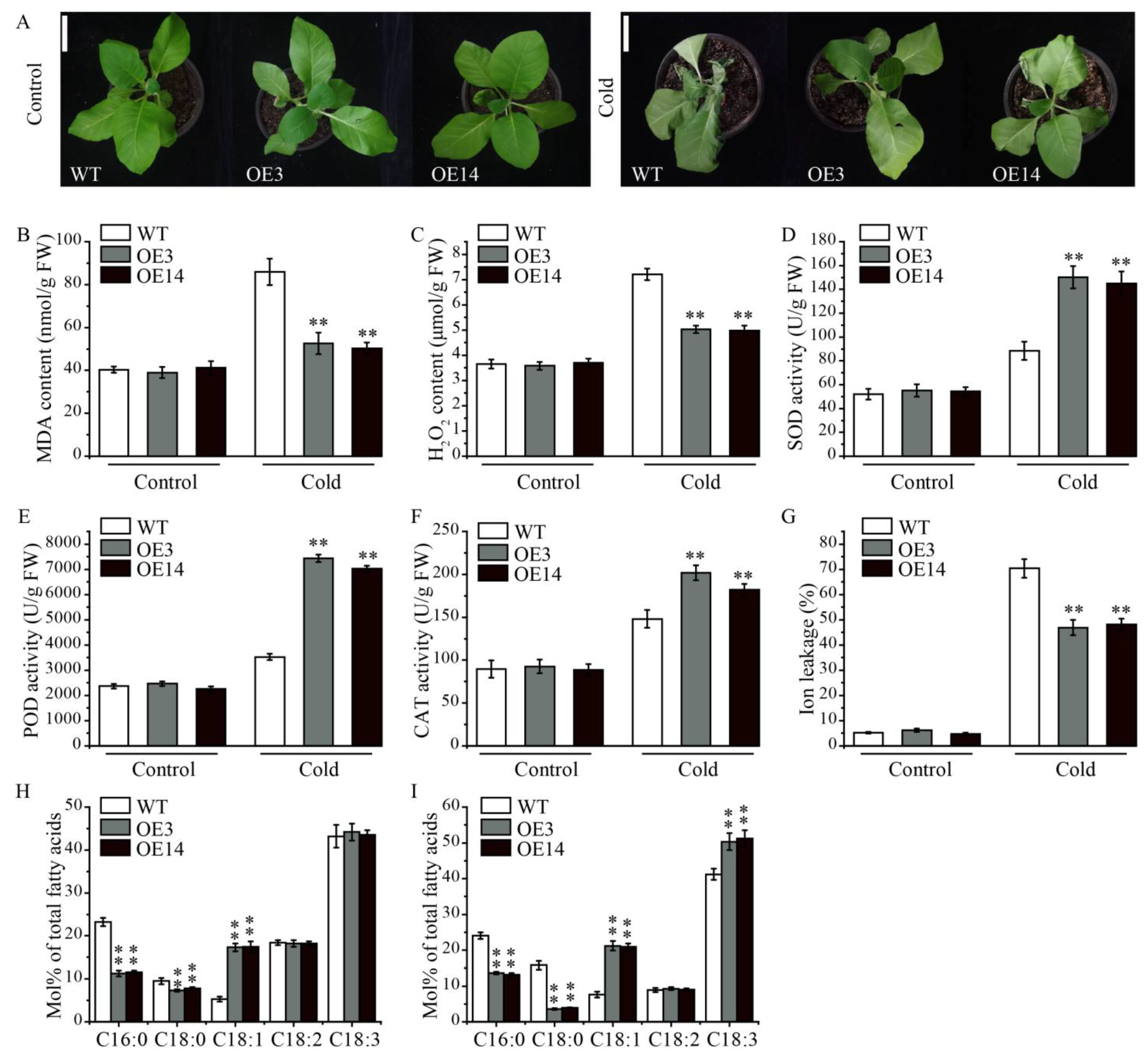 Plants 15 00035 g006