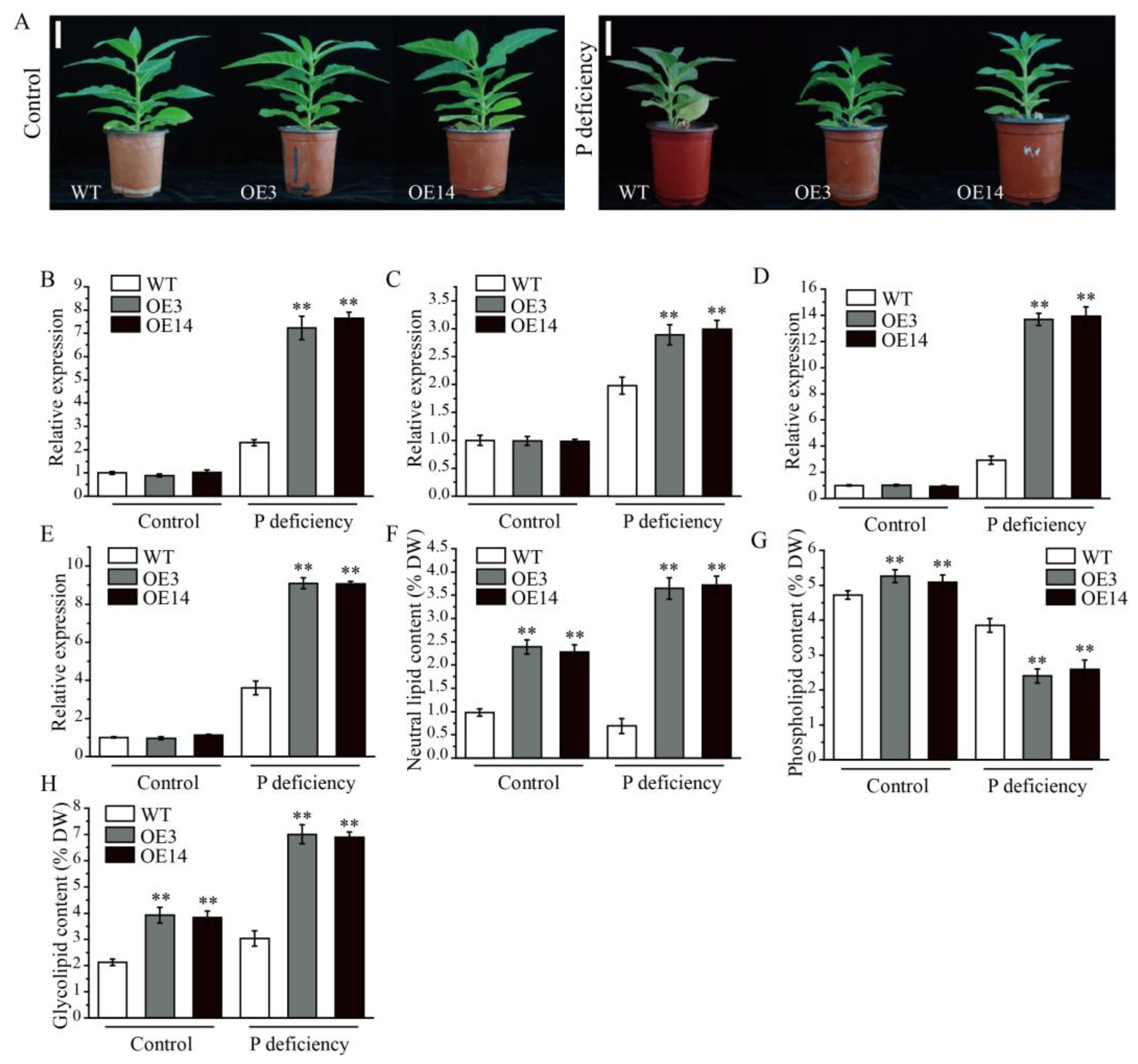 Plants 15 00035 g007