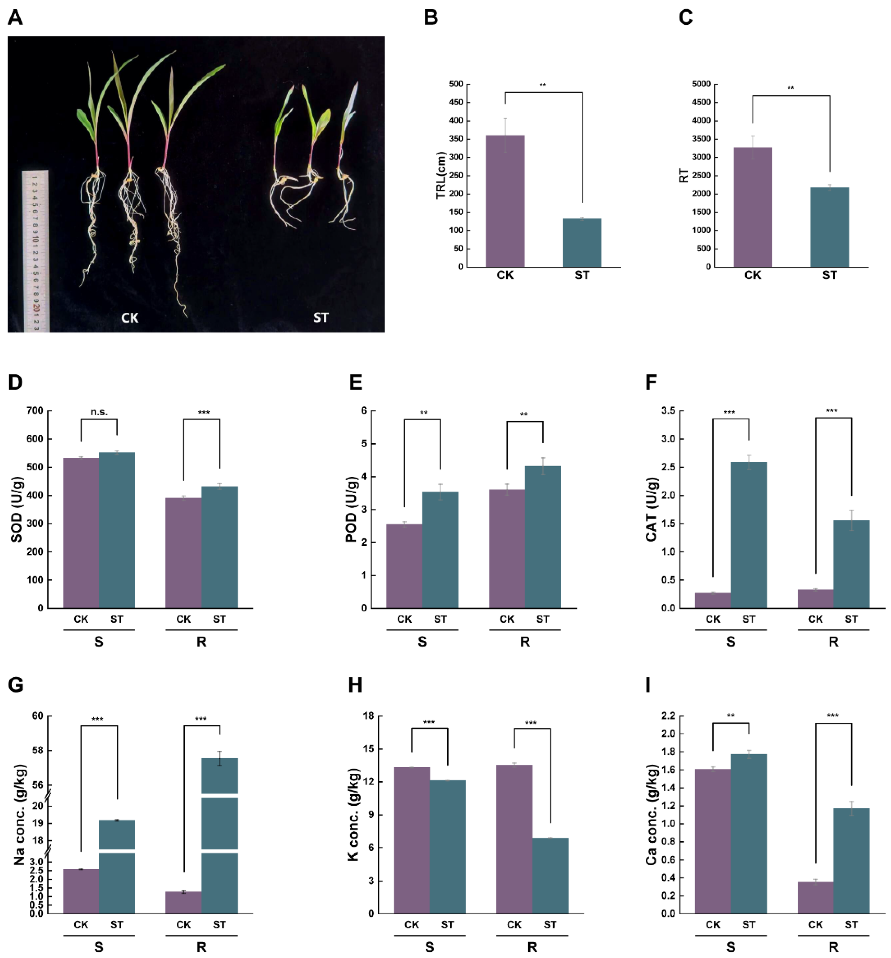 Plants 15 00036 g001