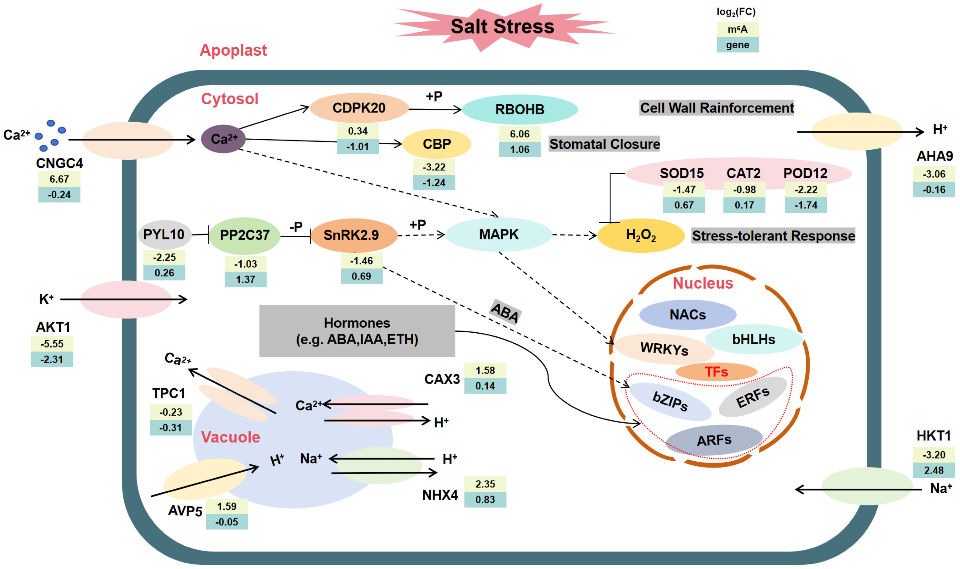 Plants 15 00036 g007