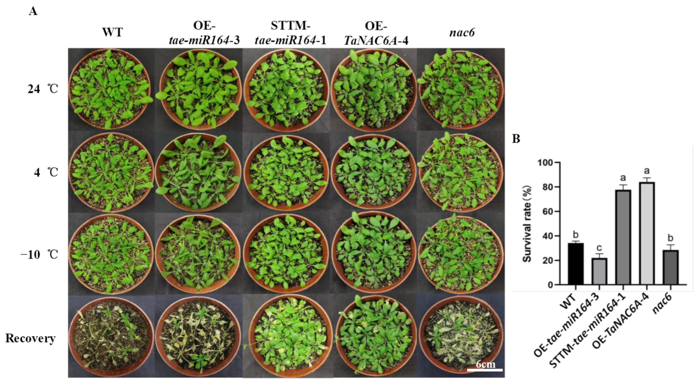Plants 15 00041 g007