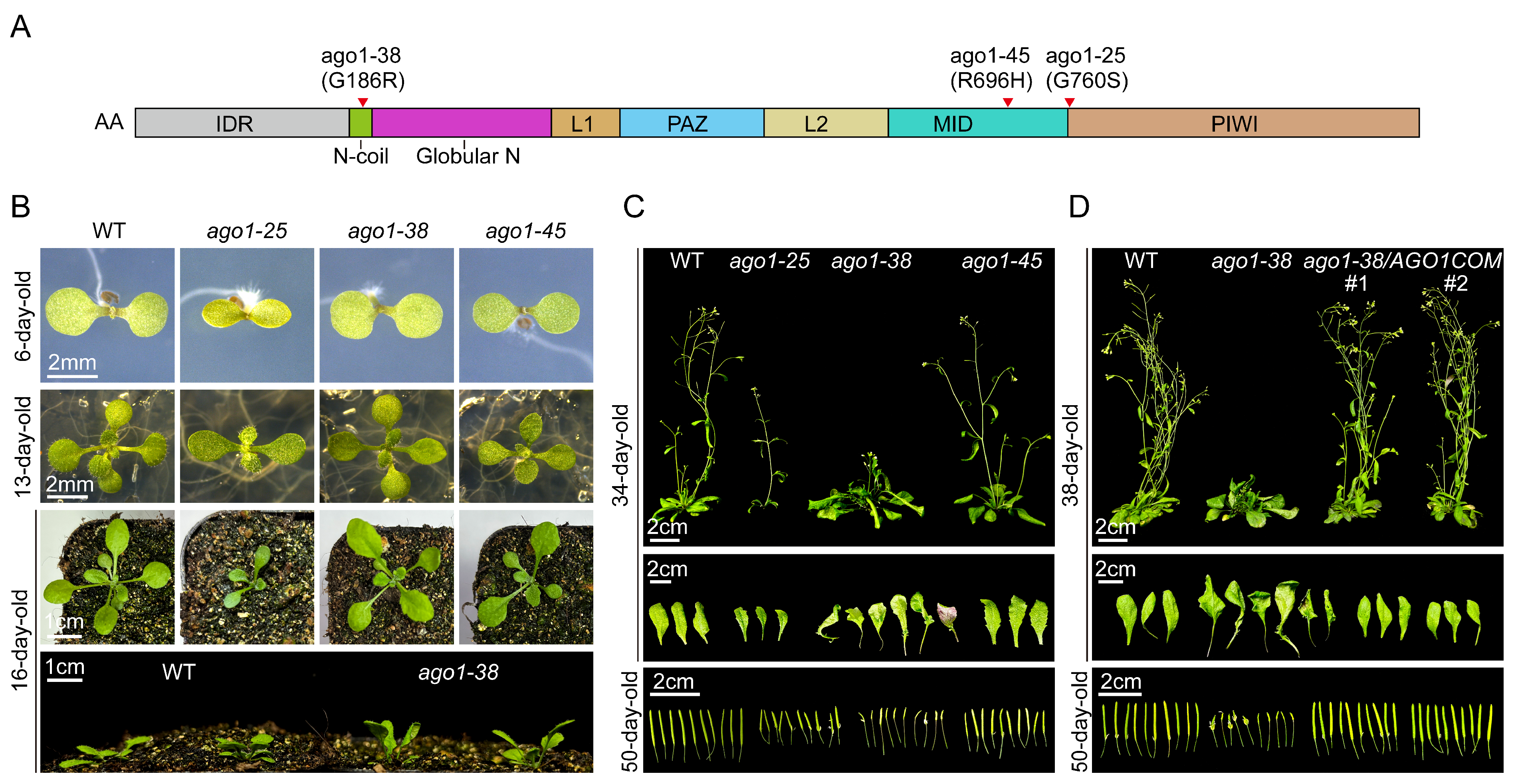 Plants 15 00044 g001