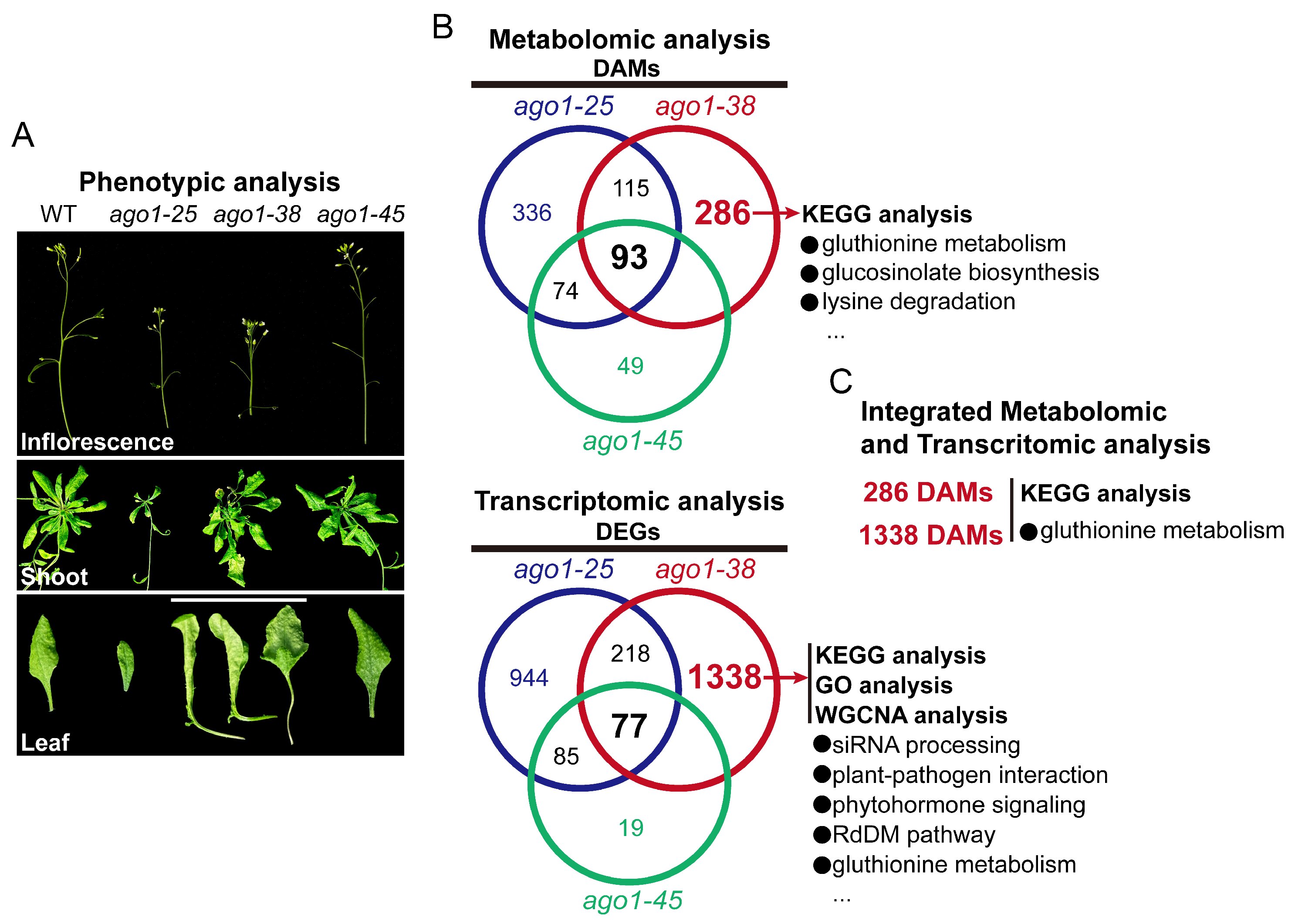 Plants 15 00044 g009