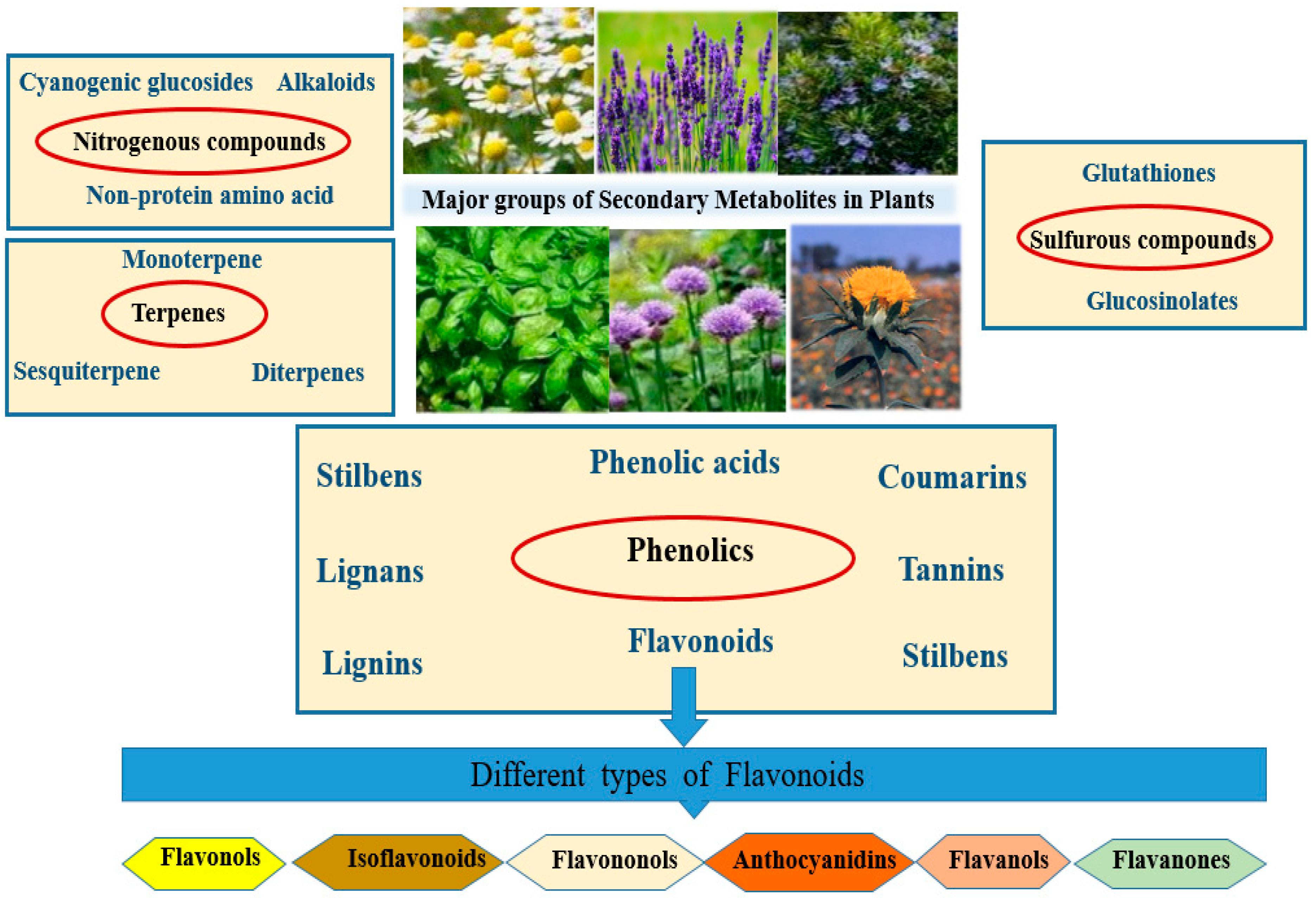 Plants 15 00046 g001
