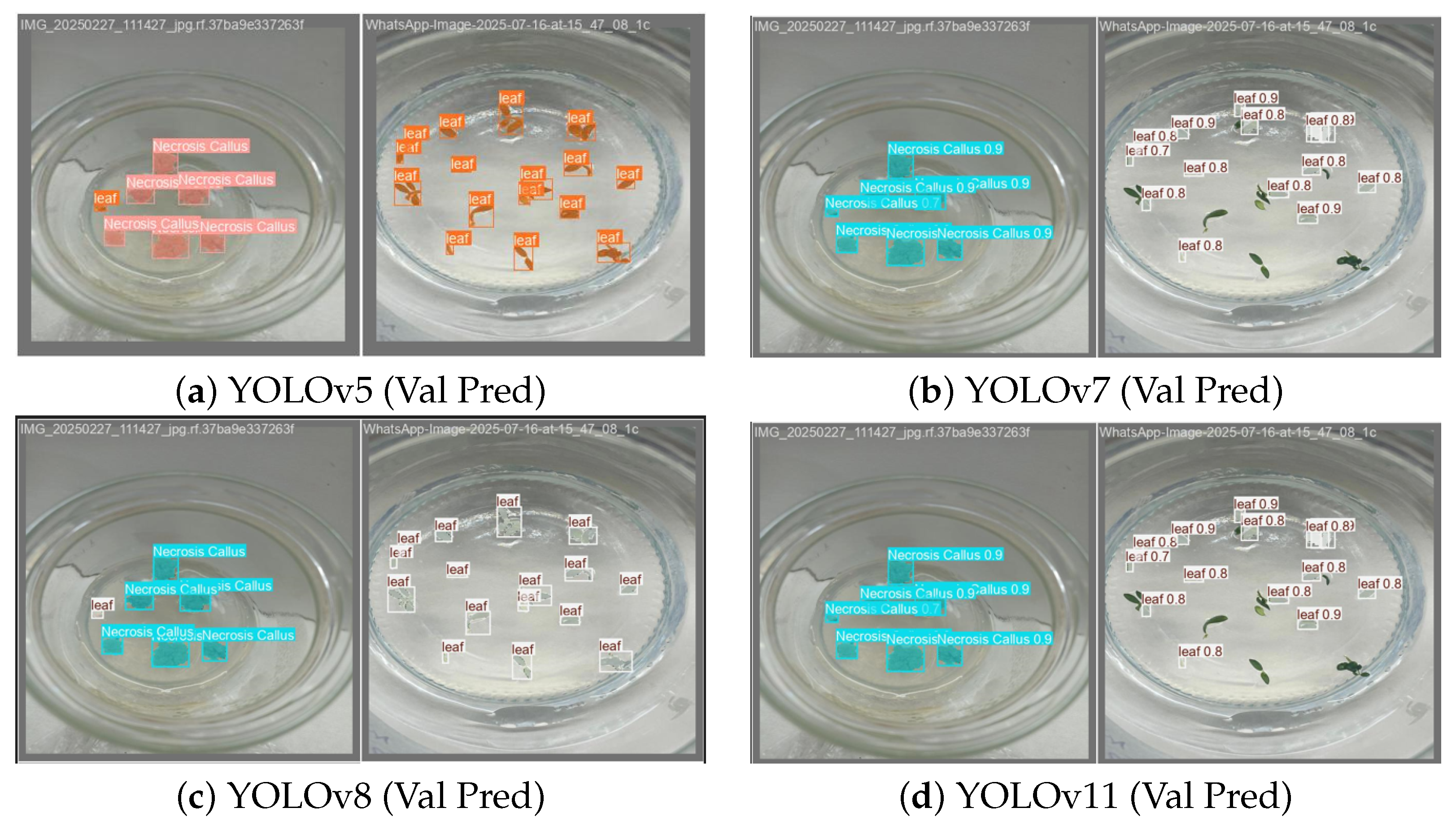 Plants 15 00047 g005 Plants 15 00047 g005