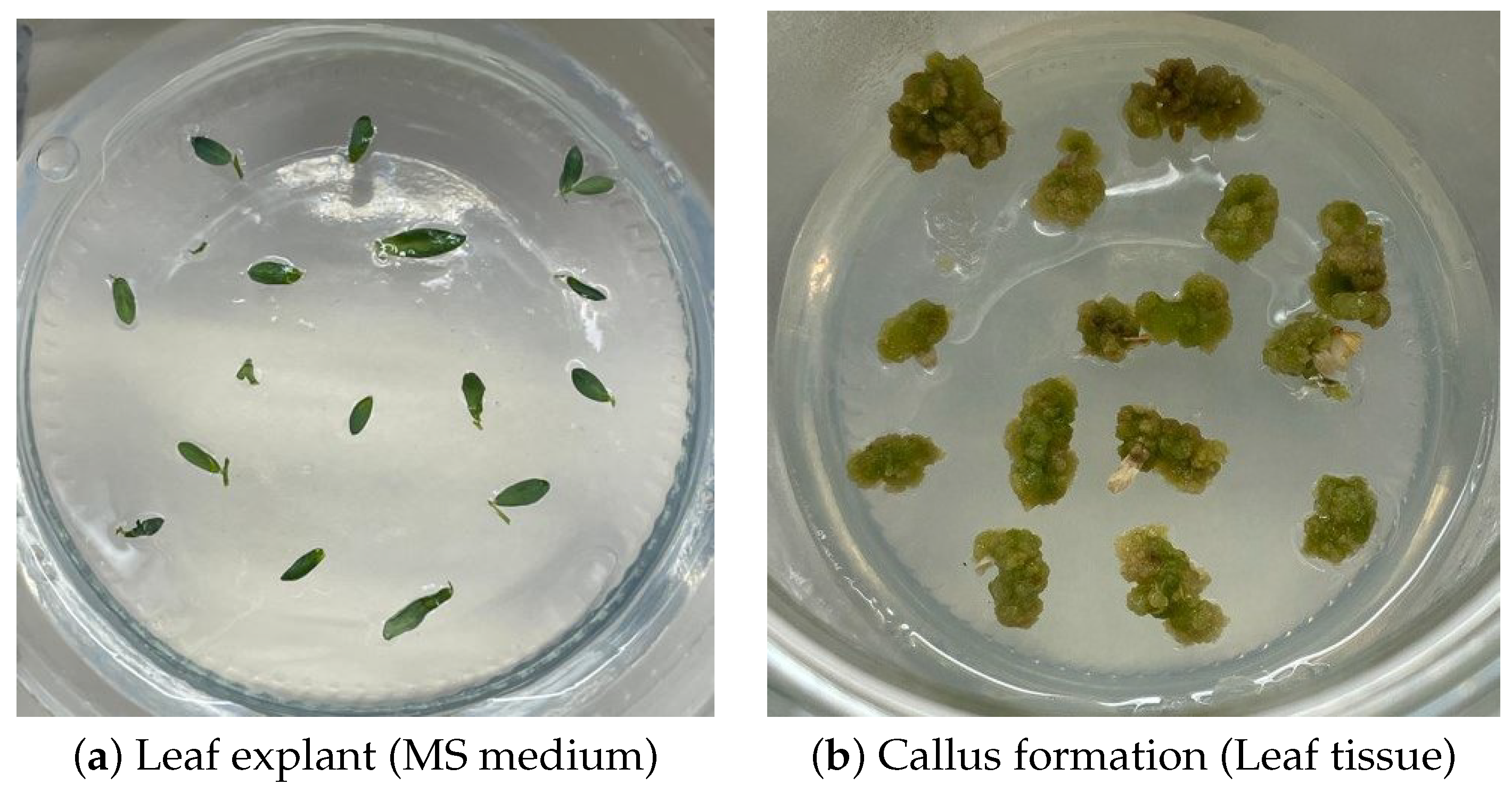Plants 15 00047 g007 Plants 15 00047 g007