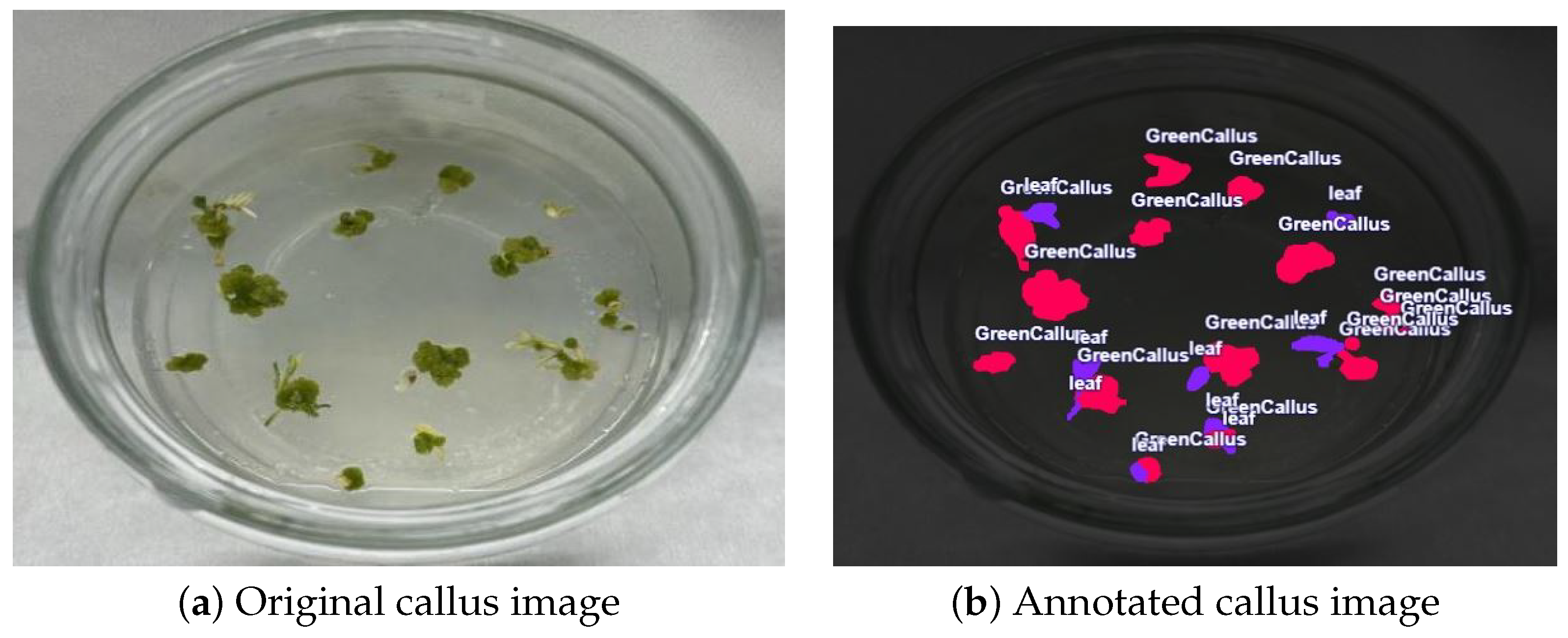 Plants 15 00047 g008 Plants 15 00047 g008