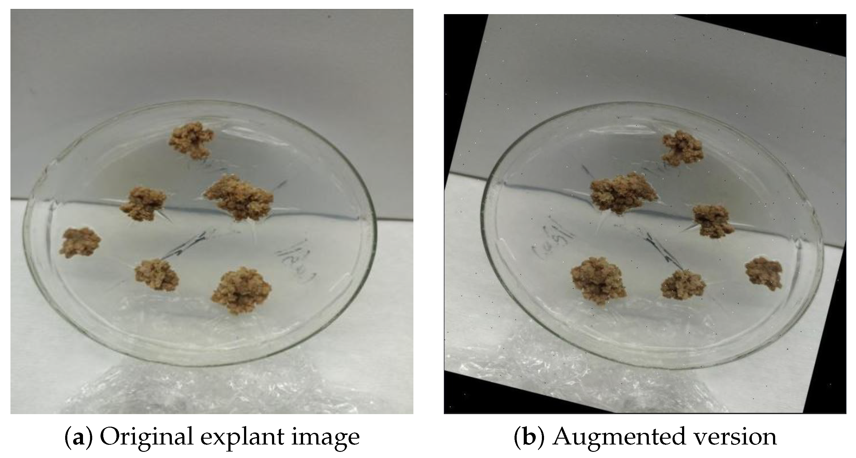 Plants 15 00047 g010 Plants 15 00047 g010