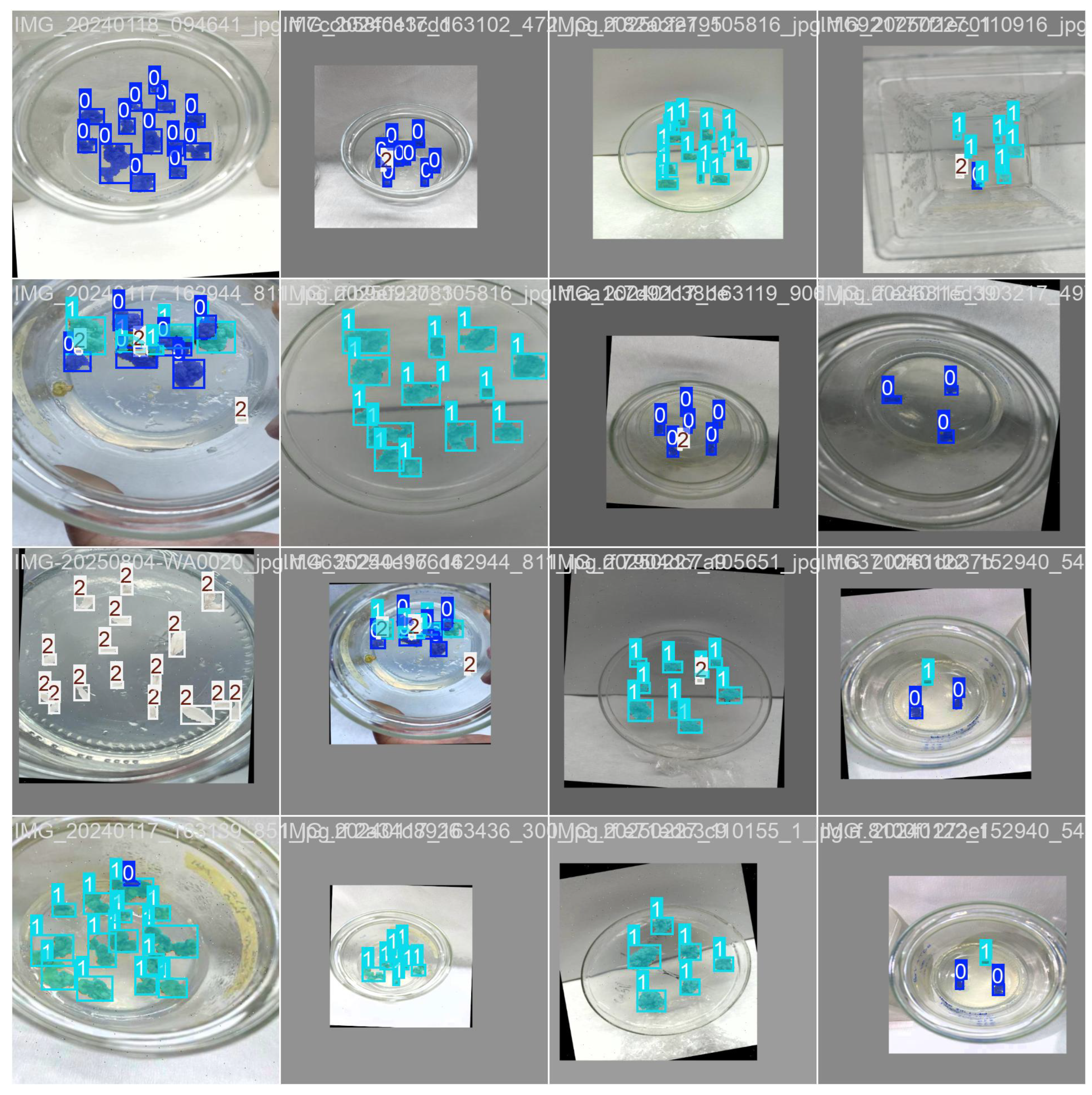 Plants 15 00047 g011 Plants 15 00047 g011