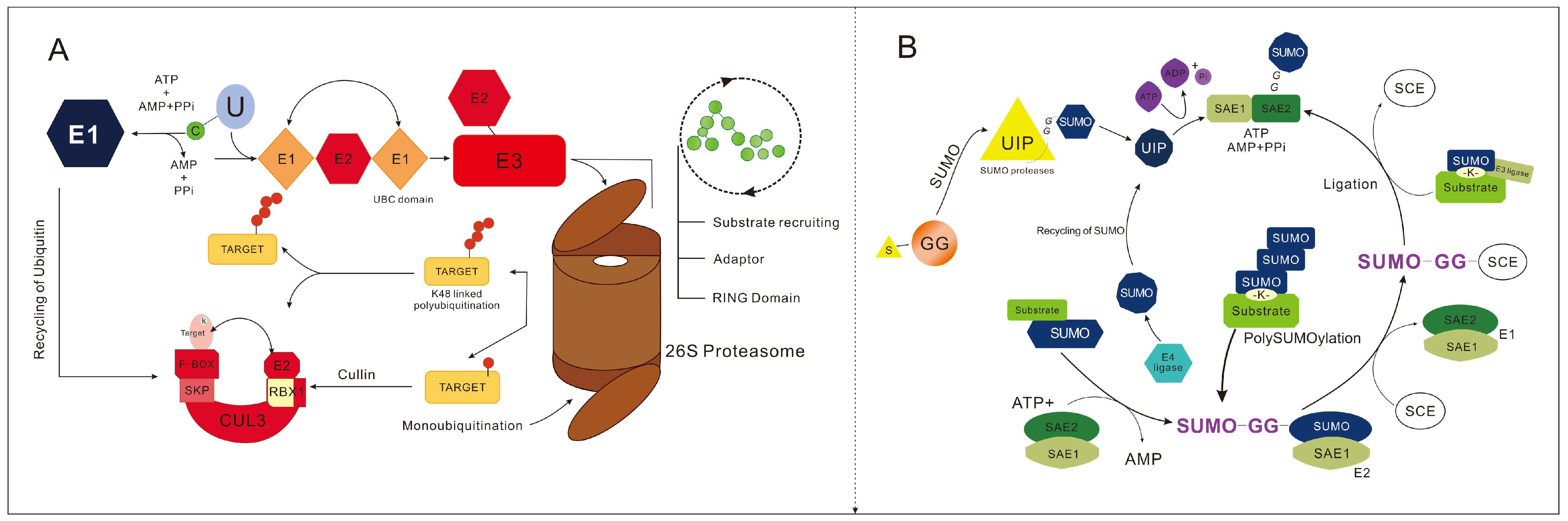 Plants 15 00052 g001 Plants 15 00052 g001