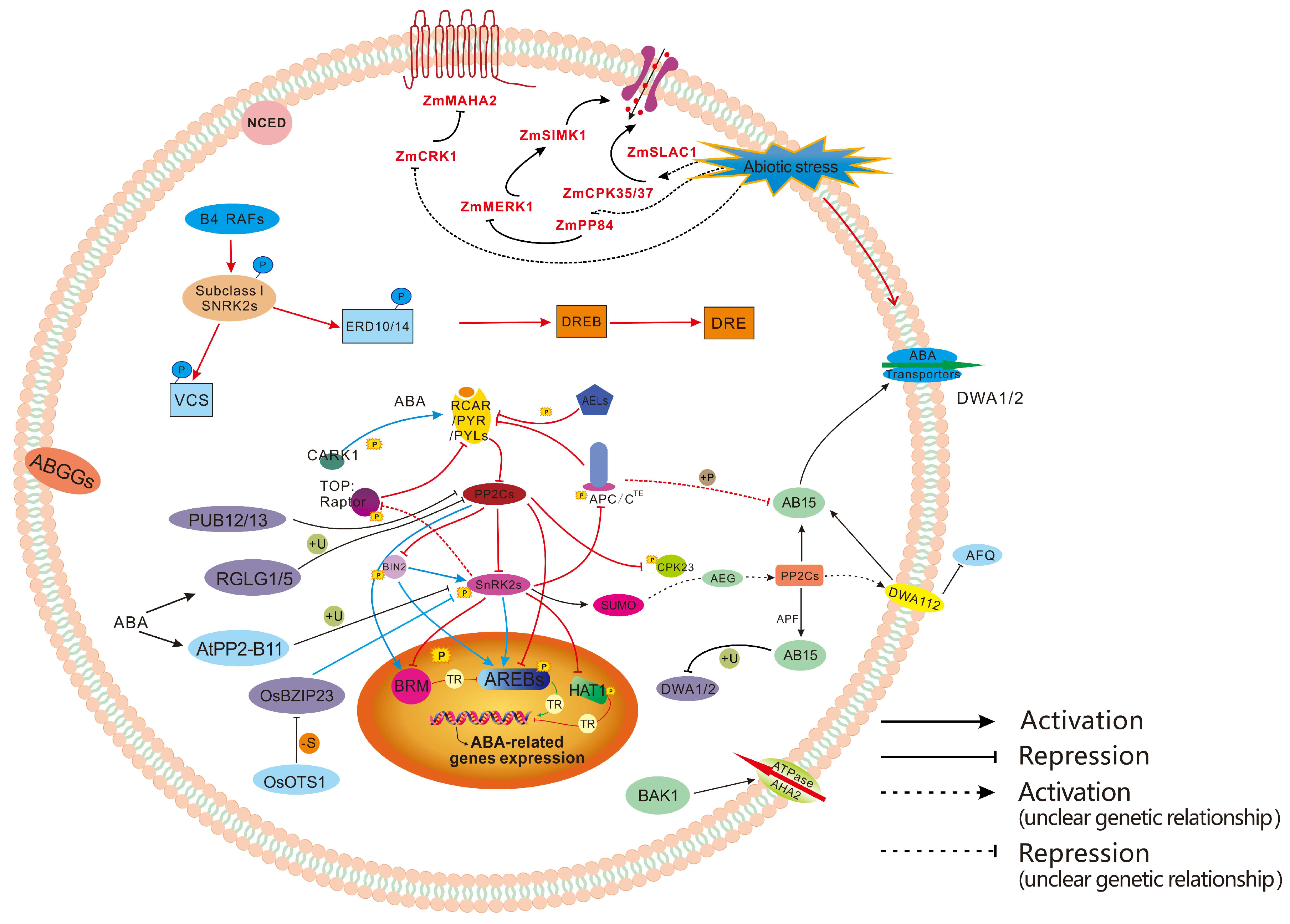 Plants 15 00052 g003 Plants 15 00052 g003