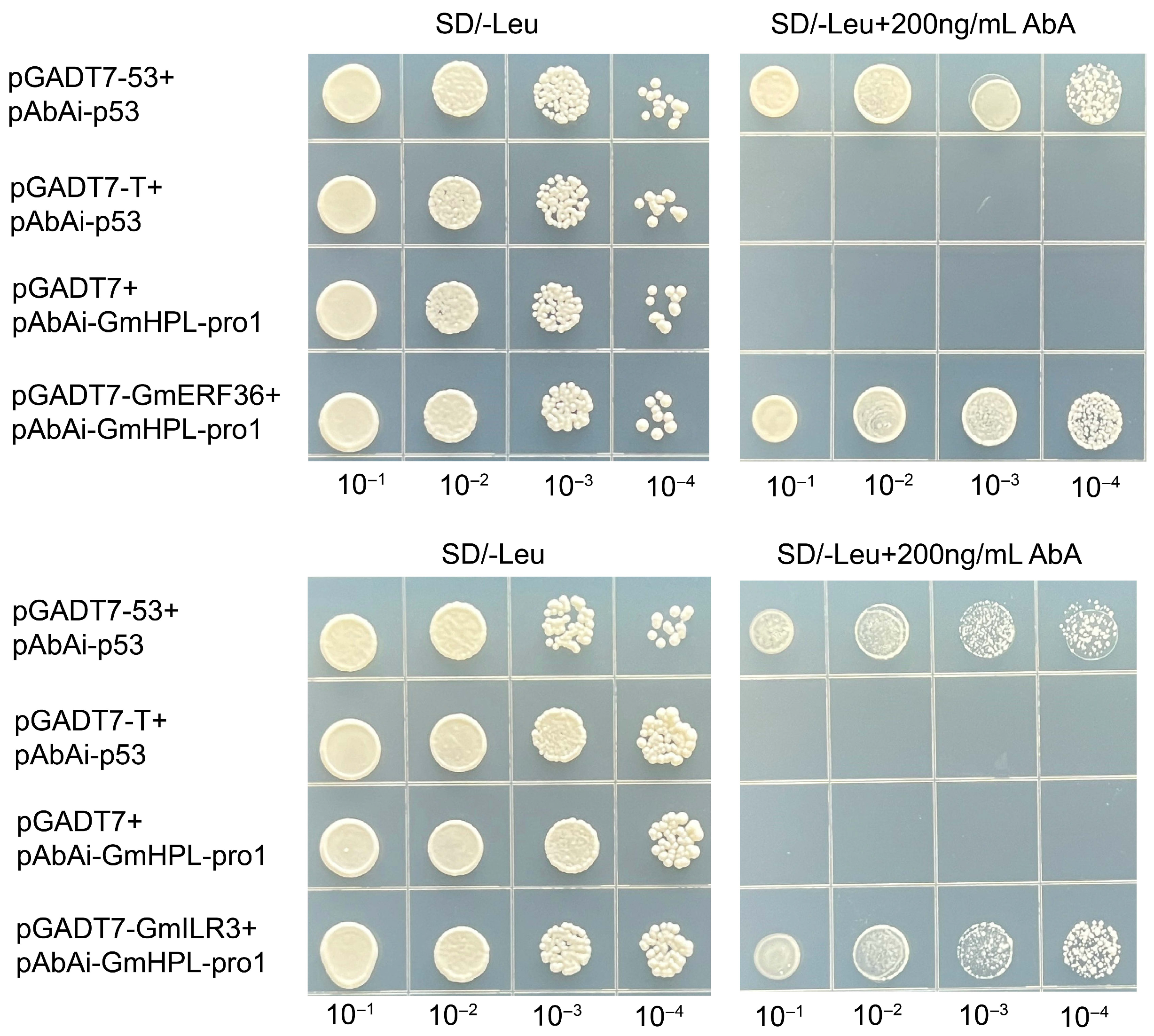 Plants 15 00054 g002