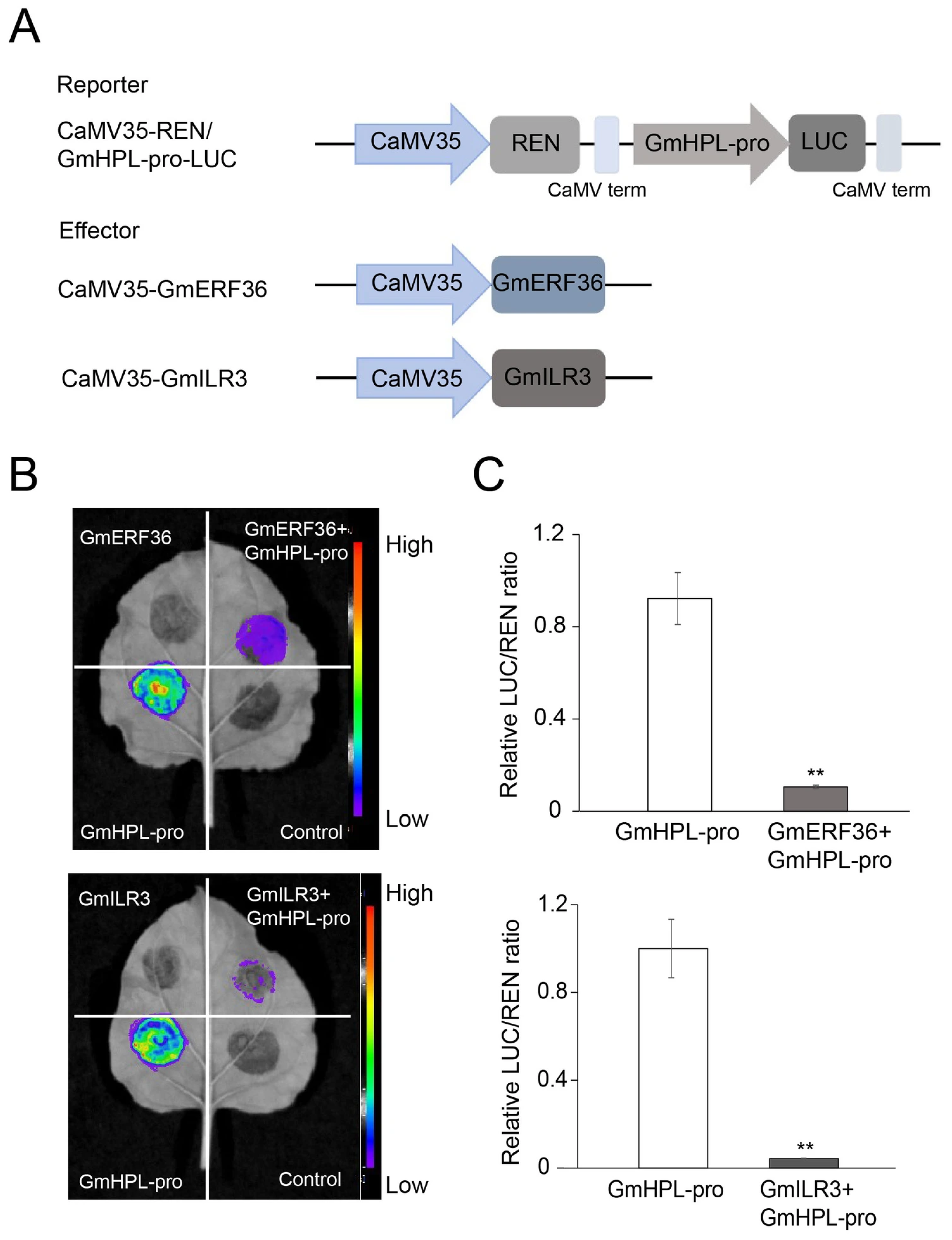 Plants 15 00054 g003