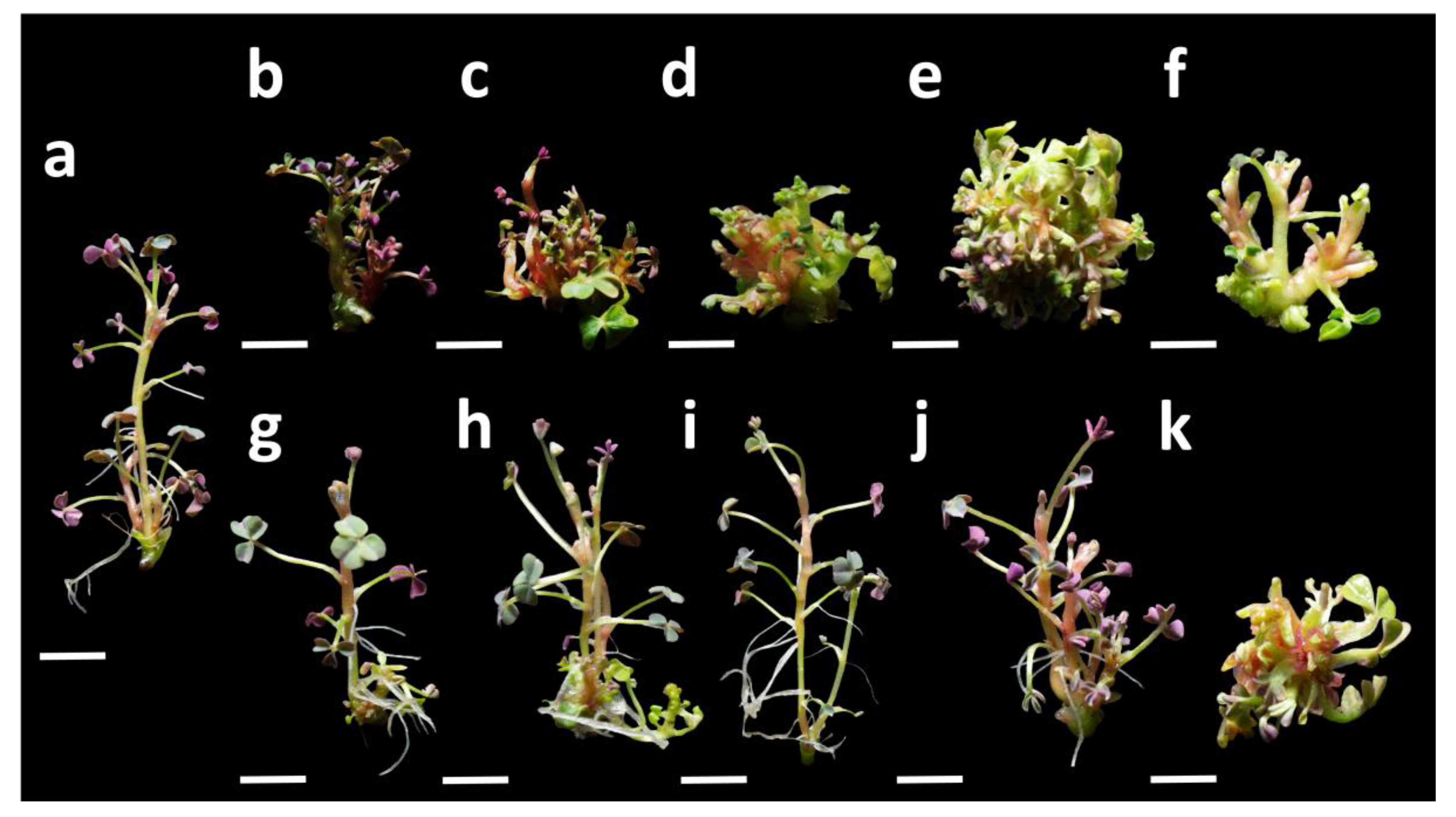 Plants 15 00062 g002