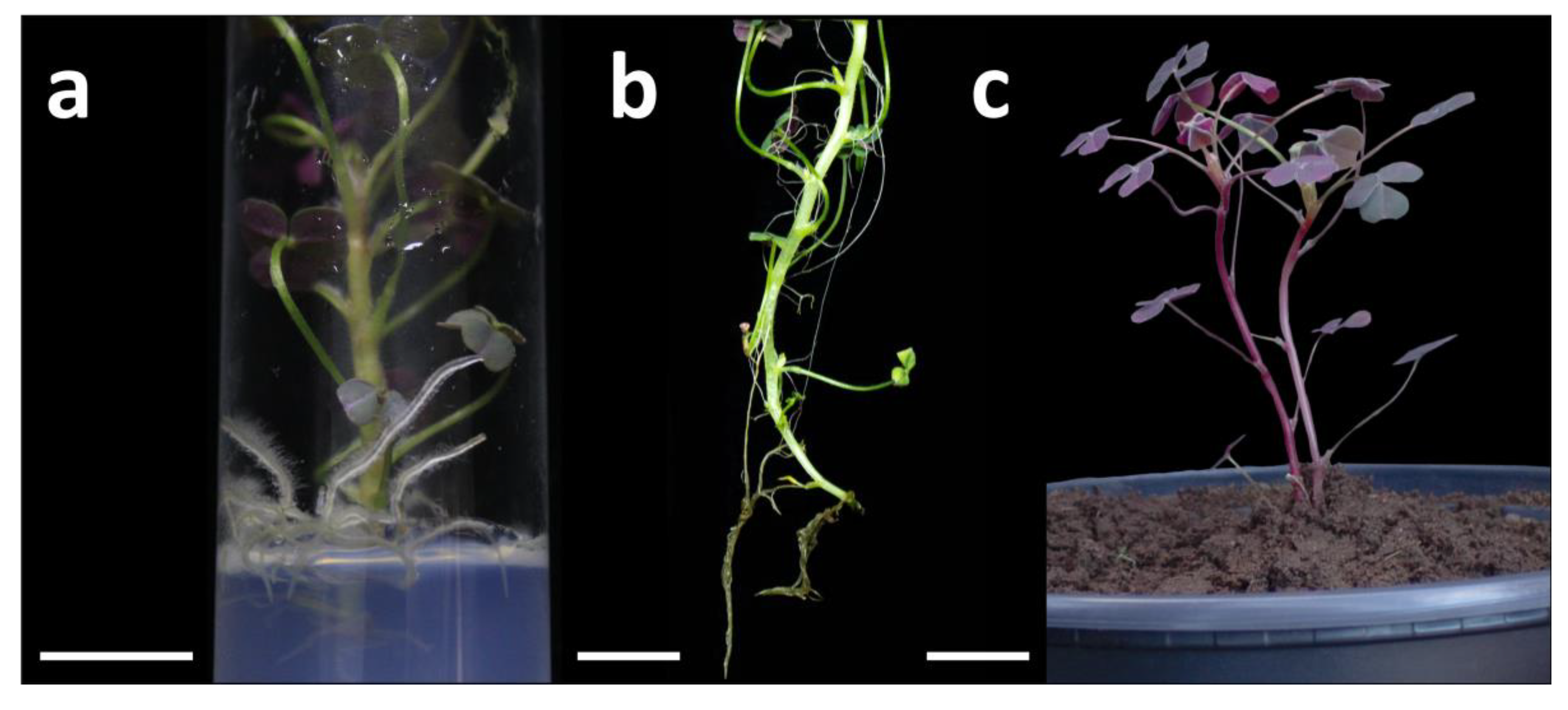 Plants 15 00062 g003