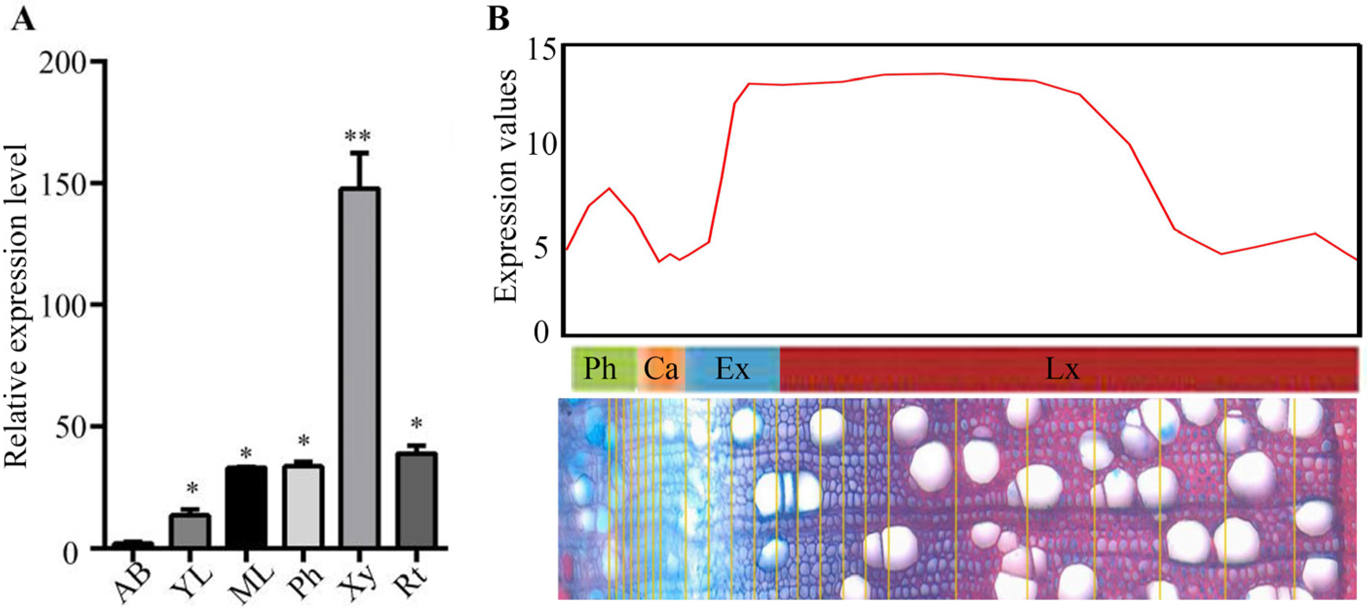 Plants 15 00068 g002