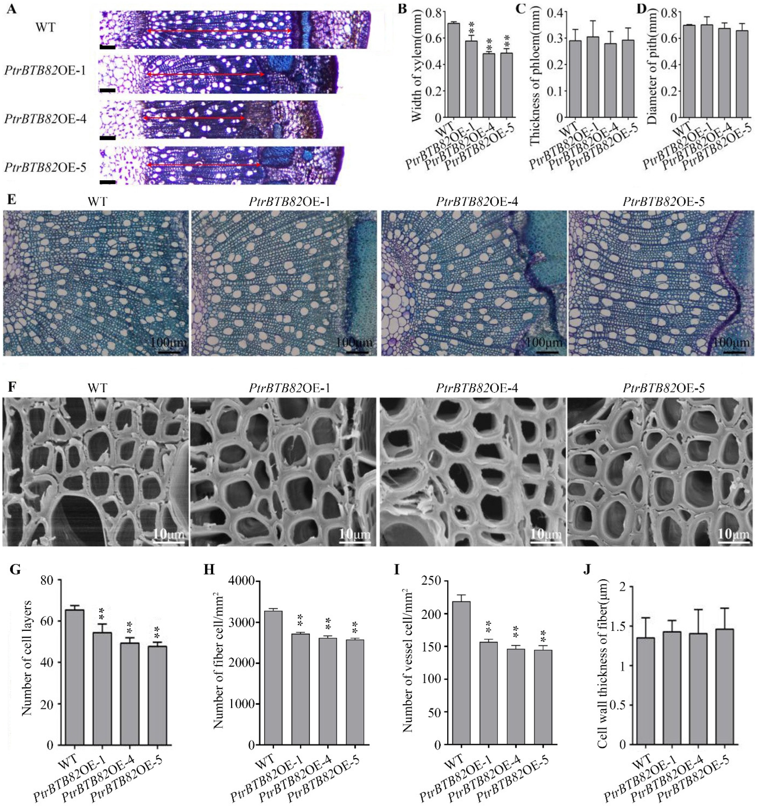 Plants 15 00068 g005