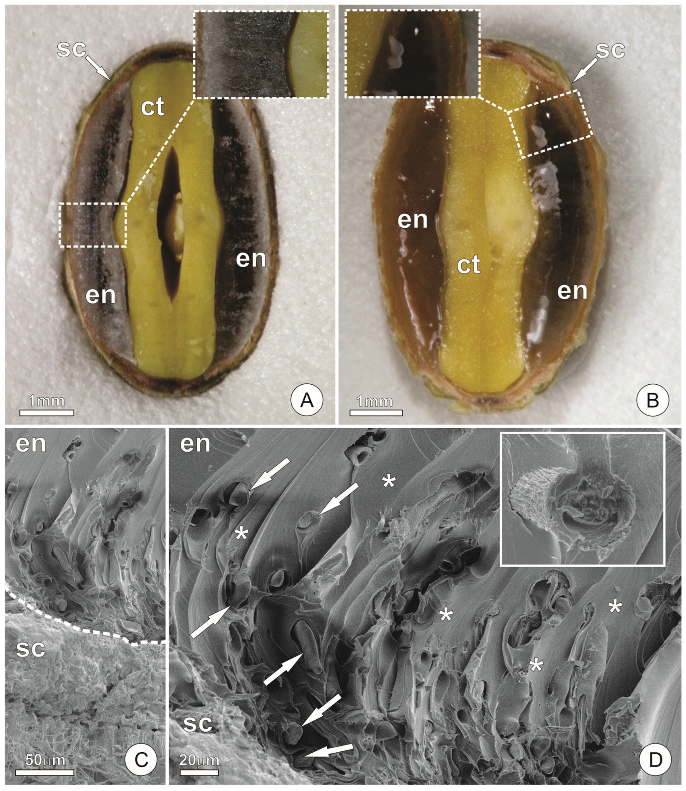 Plants 15 00076 g001
