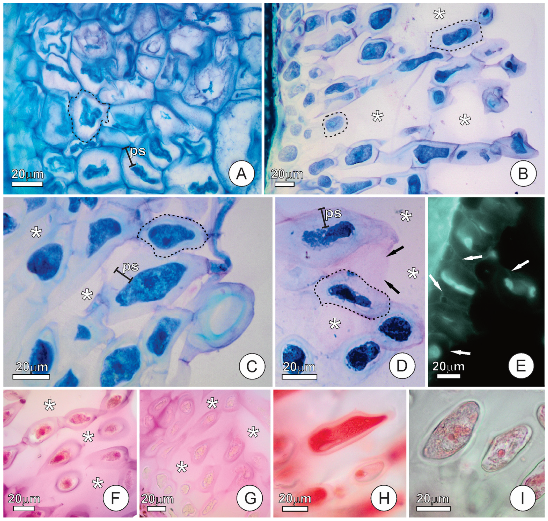 Plants 15 00076 g002