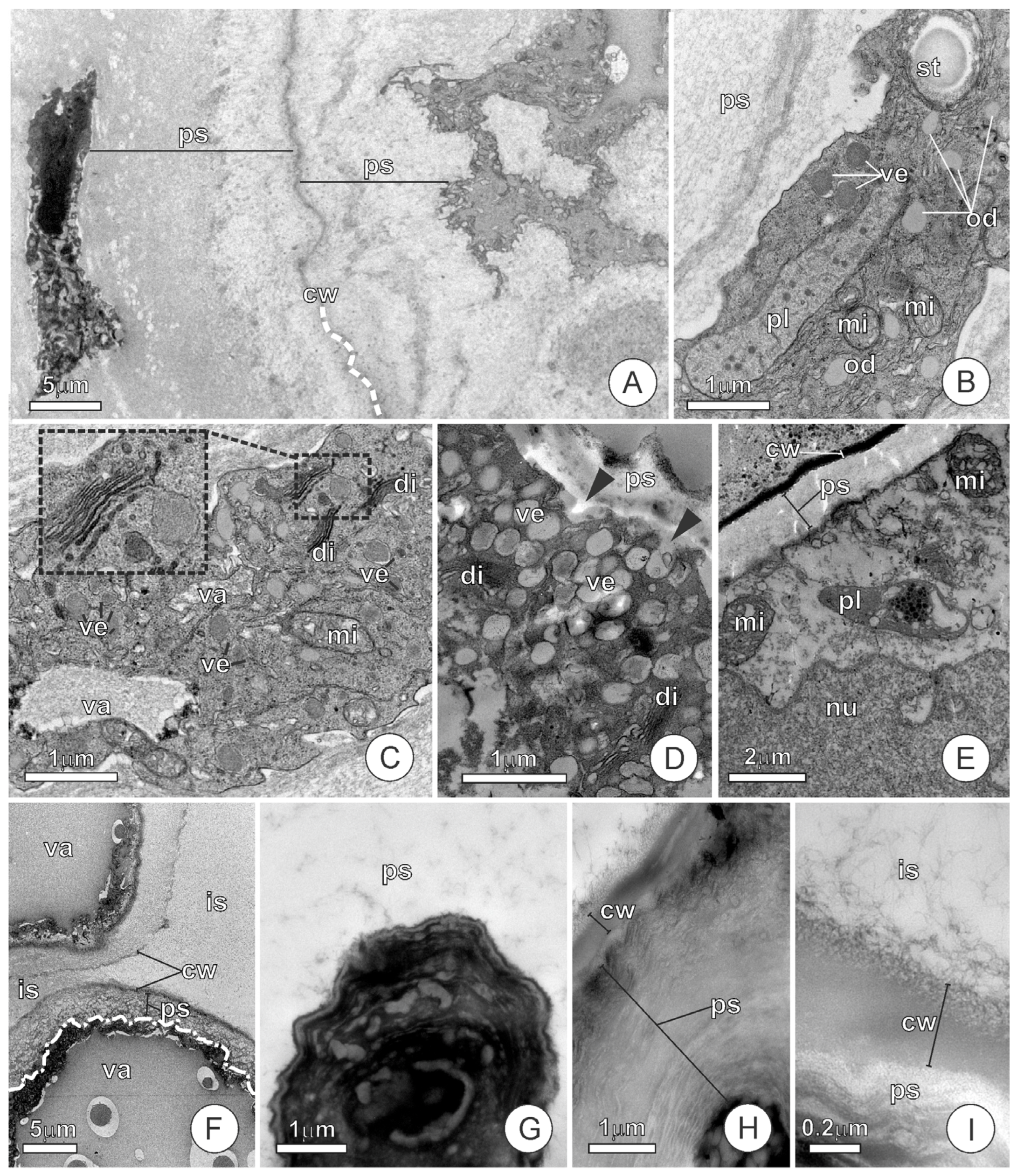 Plants 15 00076 g003