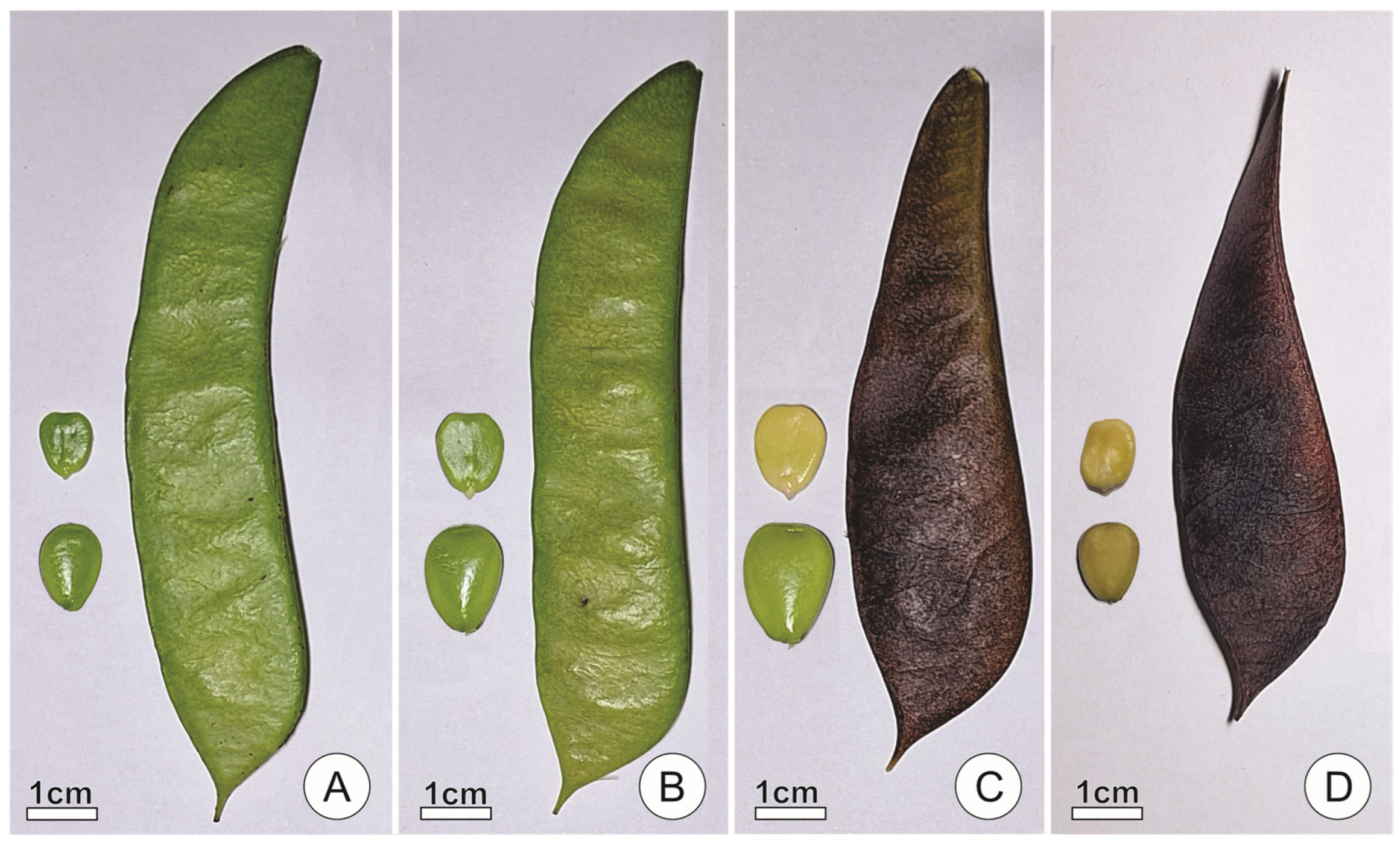 Plants 15 00076 g004
