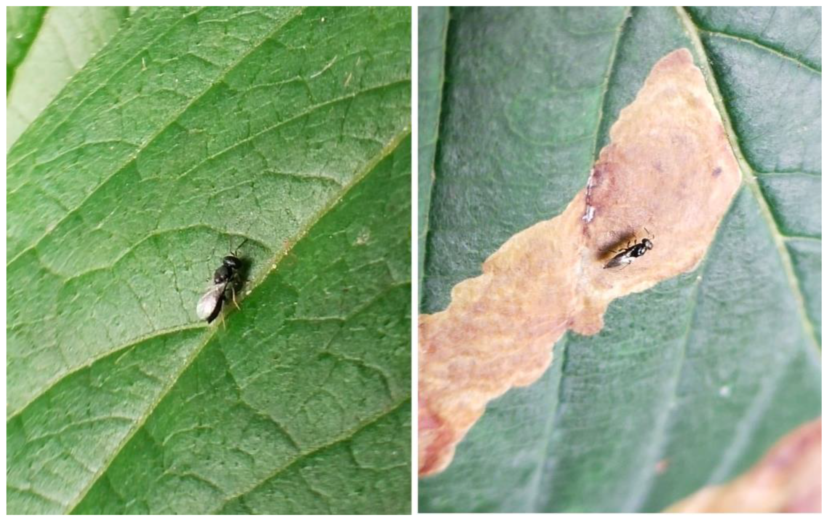 Plants 15 00086 g002