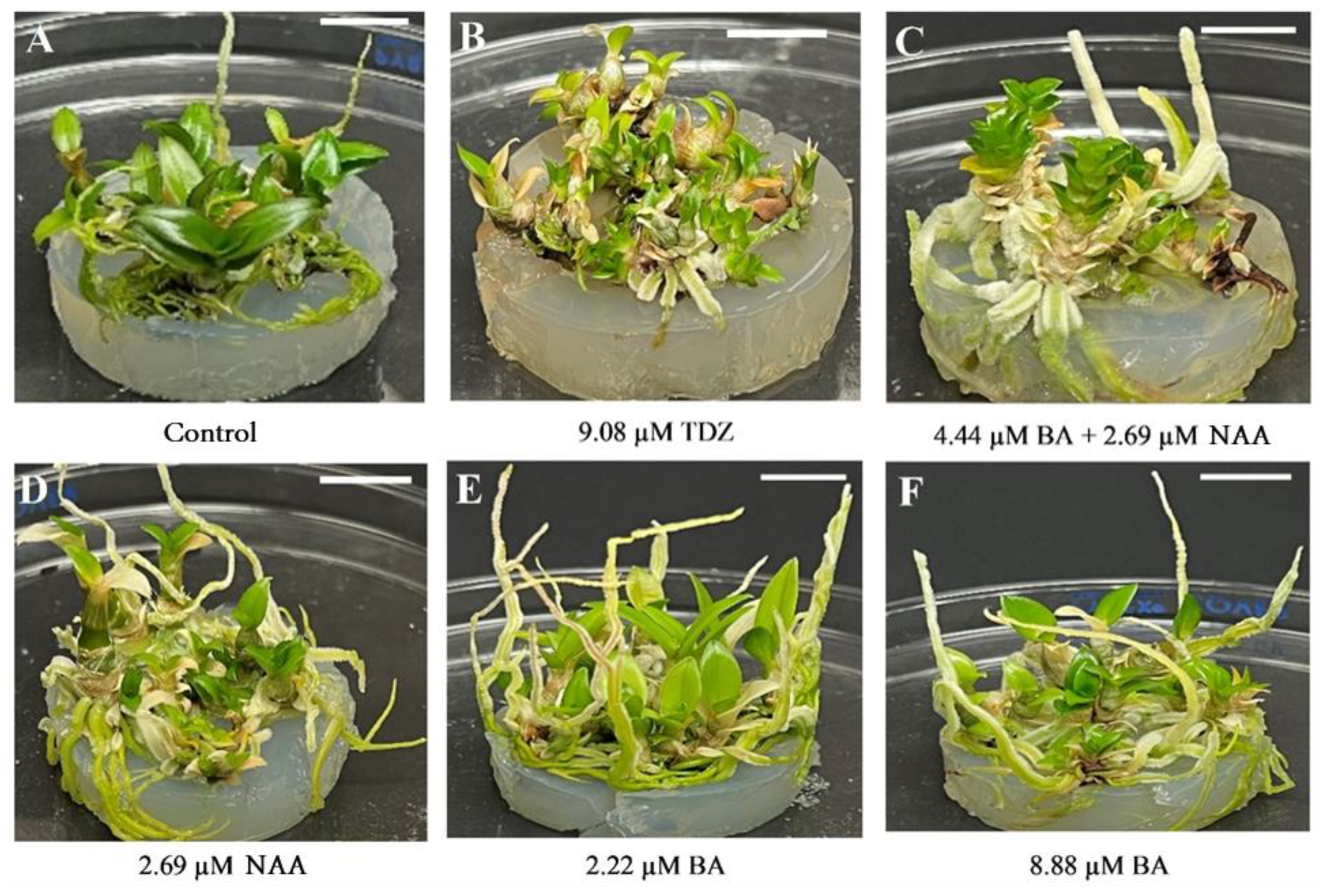 Plants 15 00088 g001