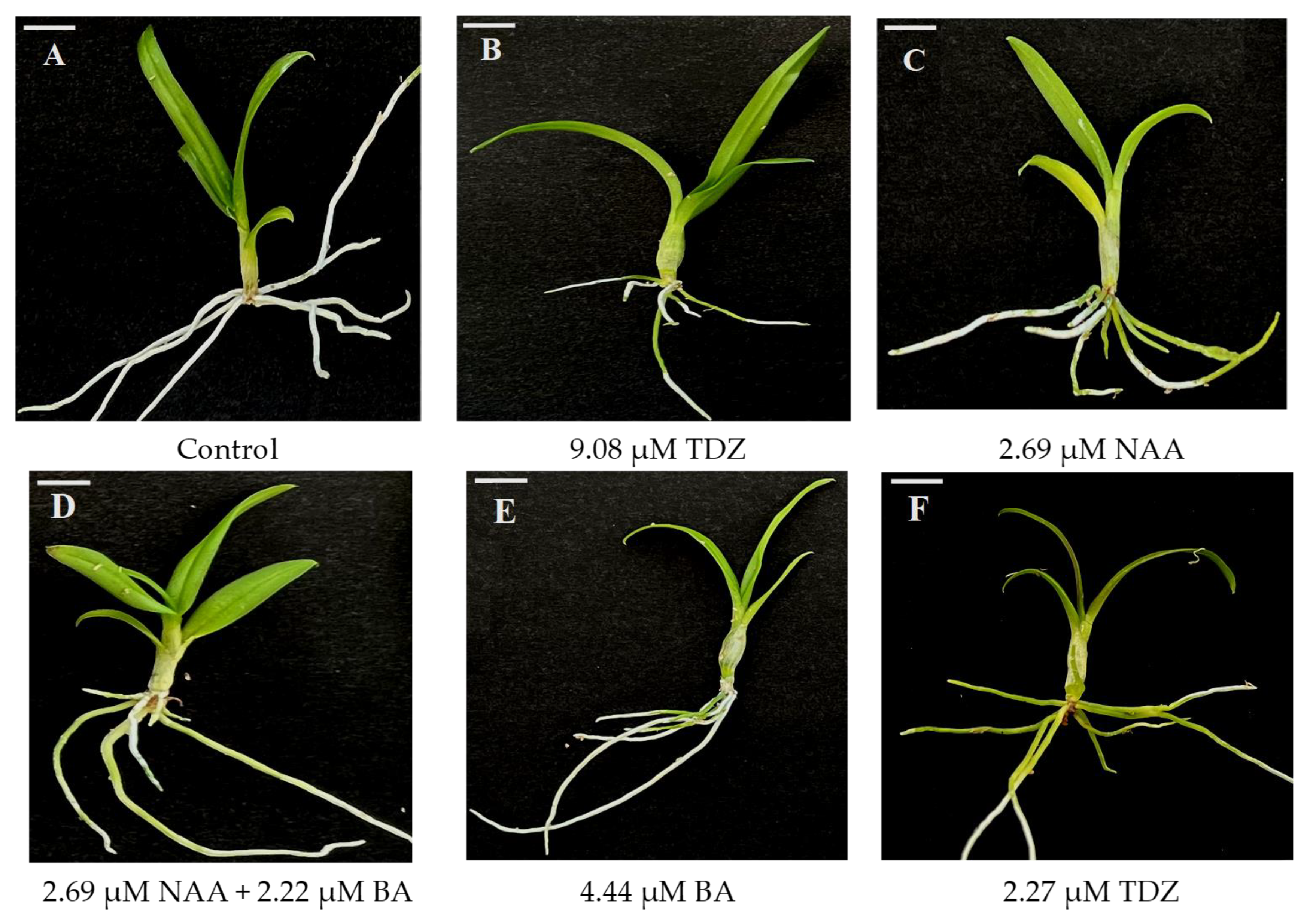 Plants 15 00088 g002