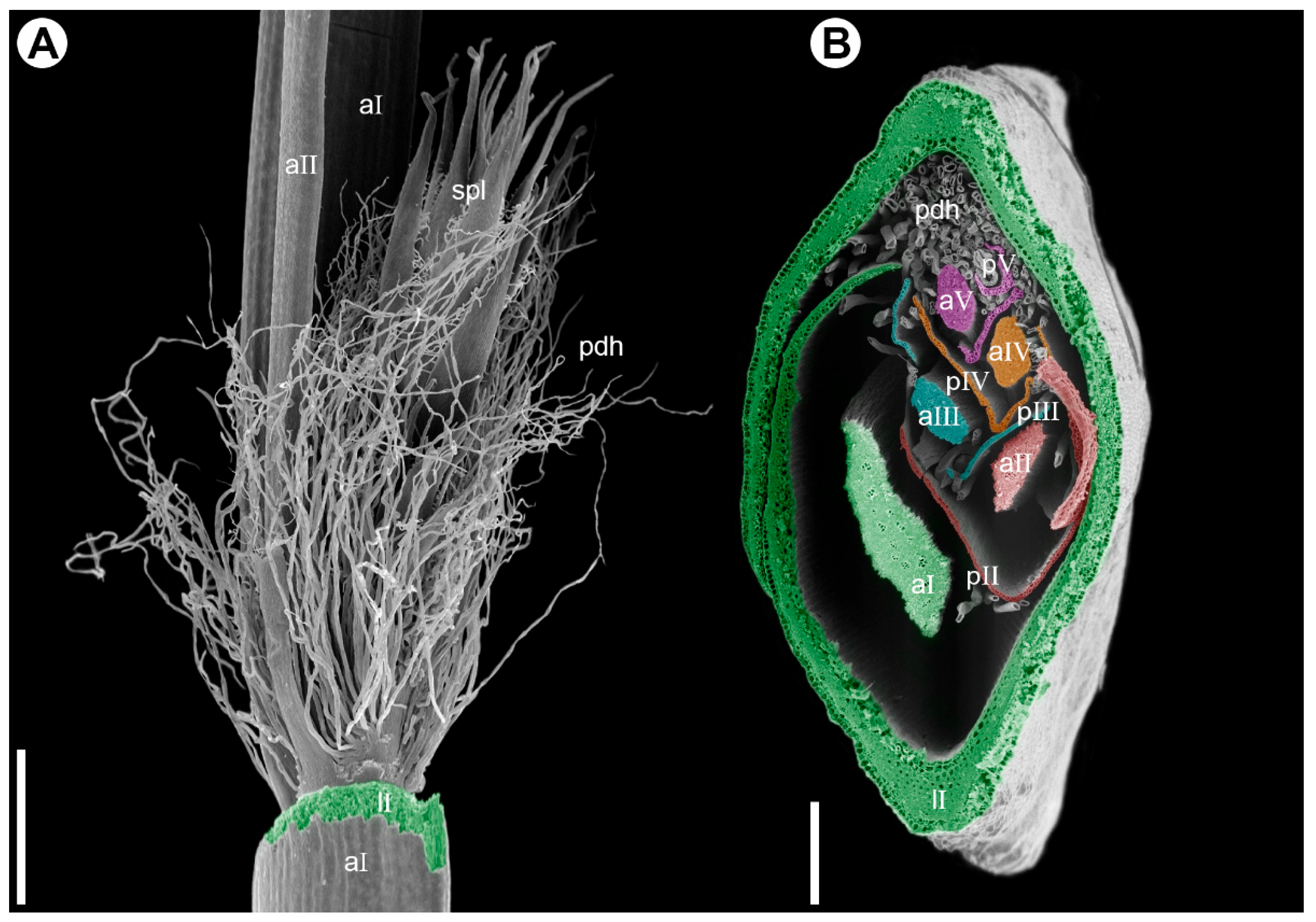 Plants 15 00097 g005