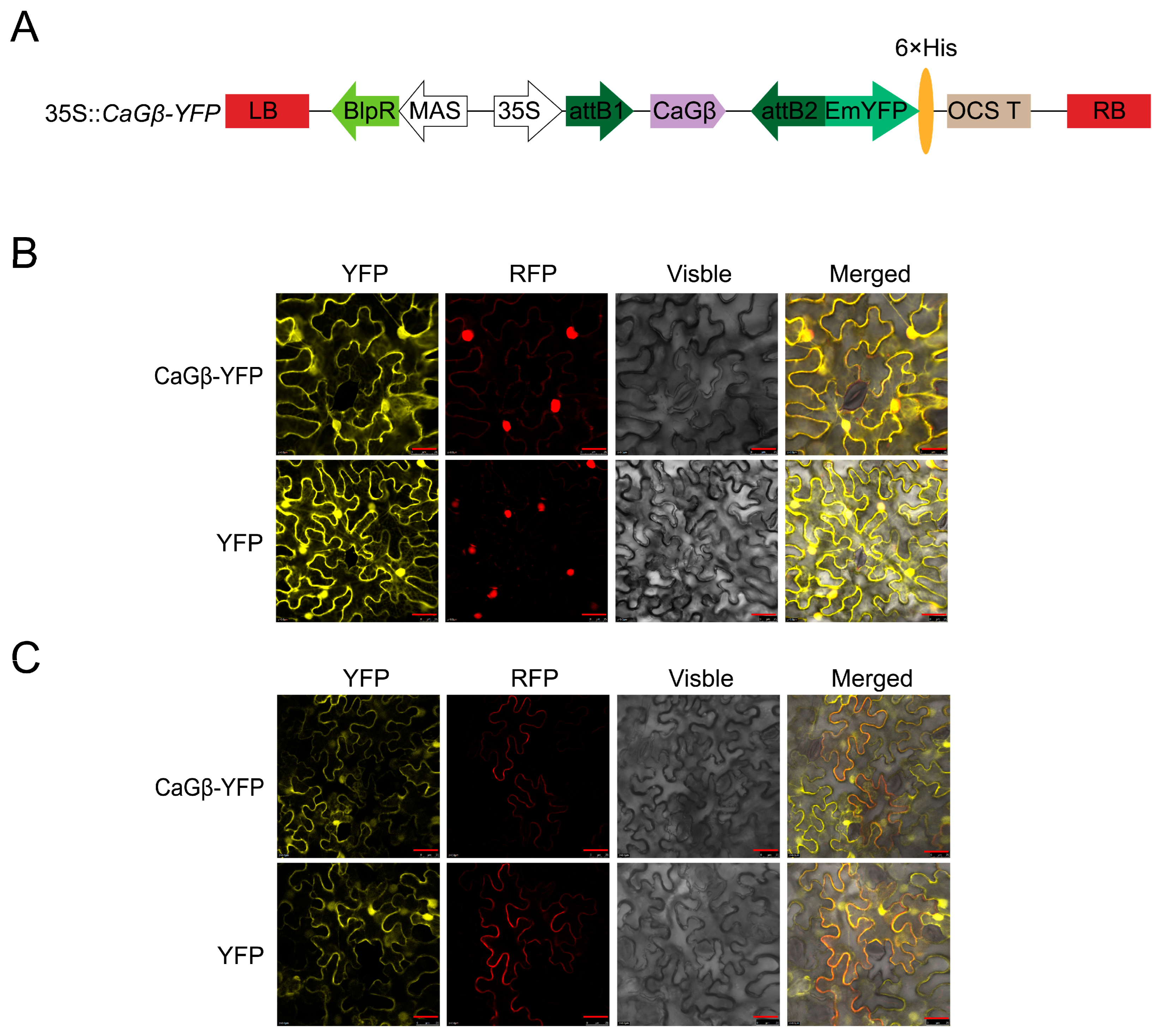 Plants 15 00101 g003 Plants 15 00101 g003