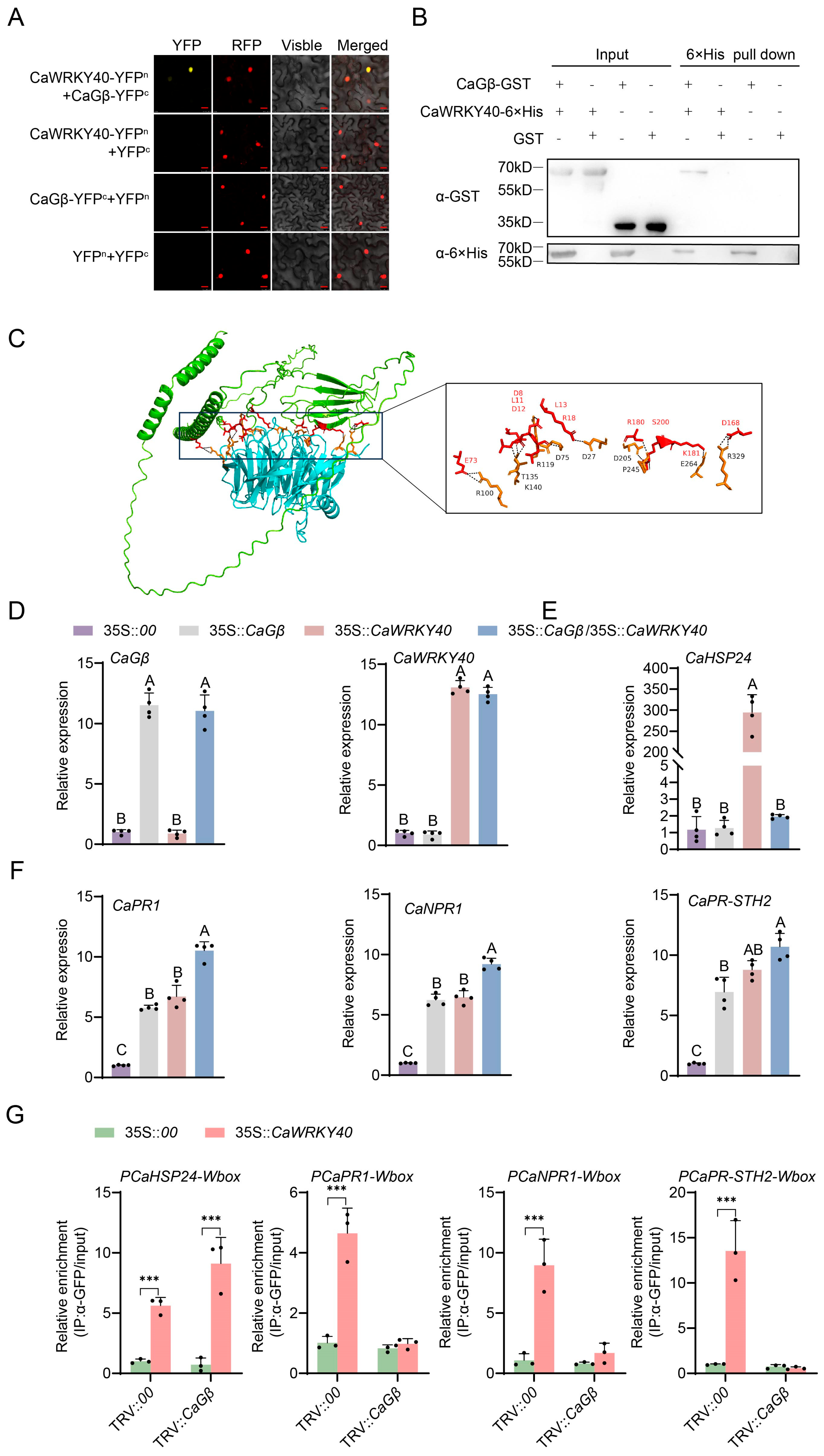 Plants 15 00101 g005 Plants 15 00101 g005