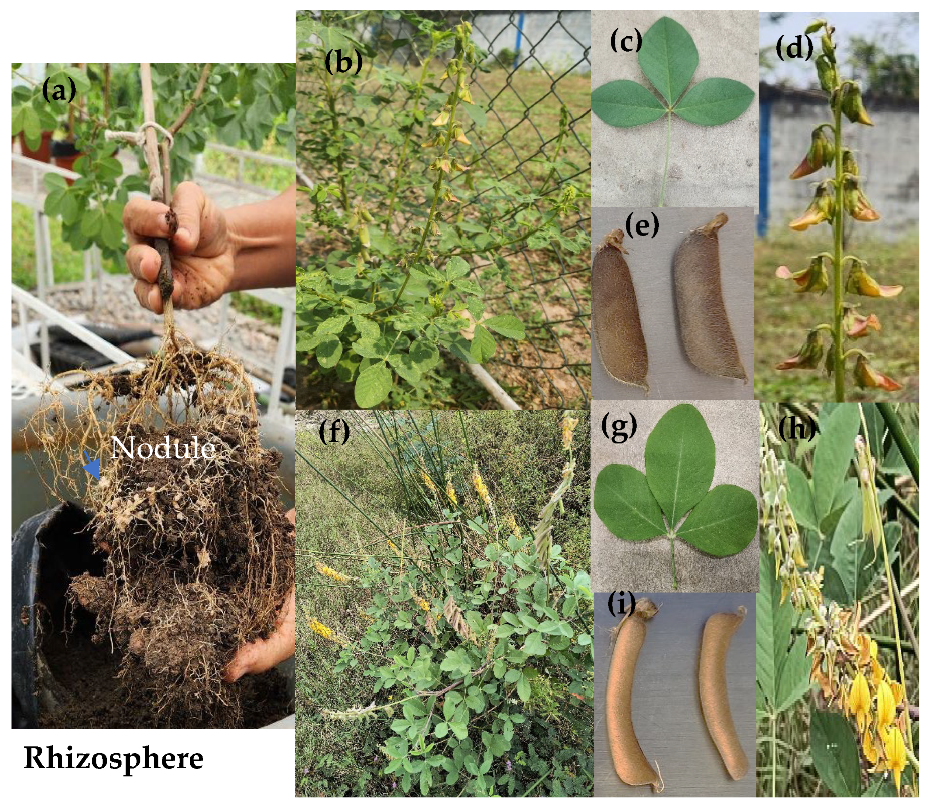 Plants 15 00103 g005 Plants 15 00103 g005