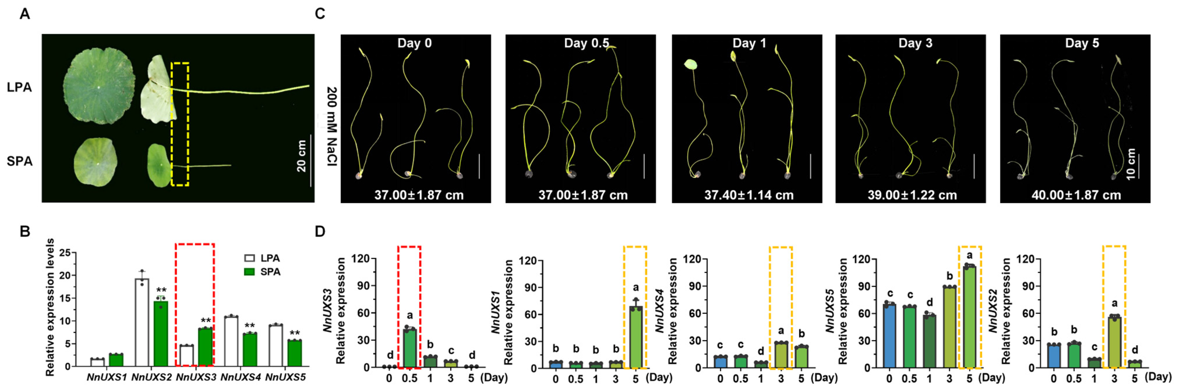 Plants 15 00116 g005 Plants 15 00116 g005