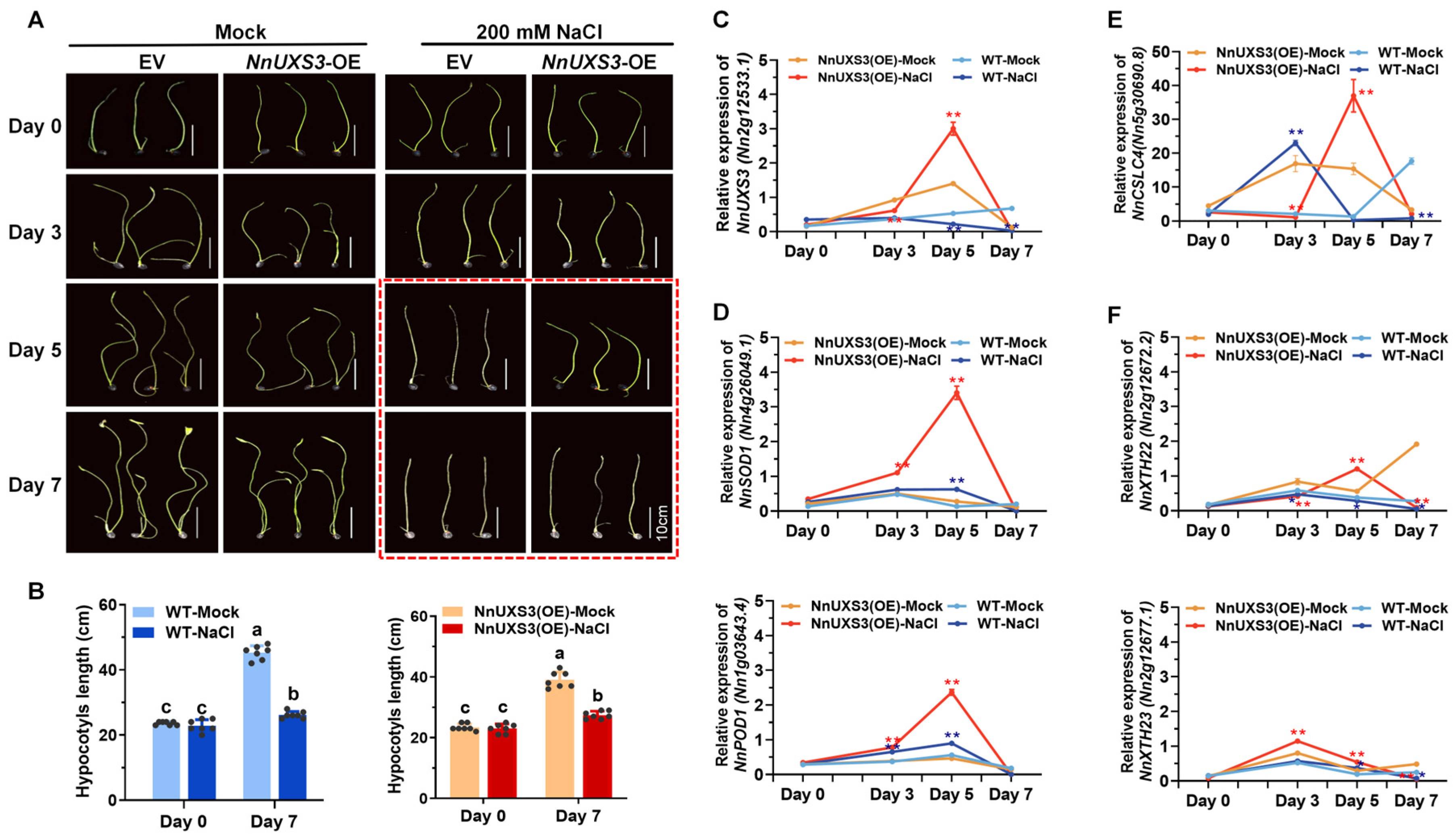Plants 15 00116 g007 Plants 15 00116 g007