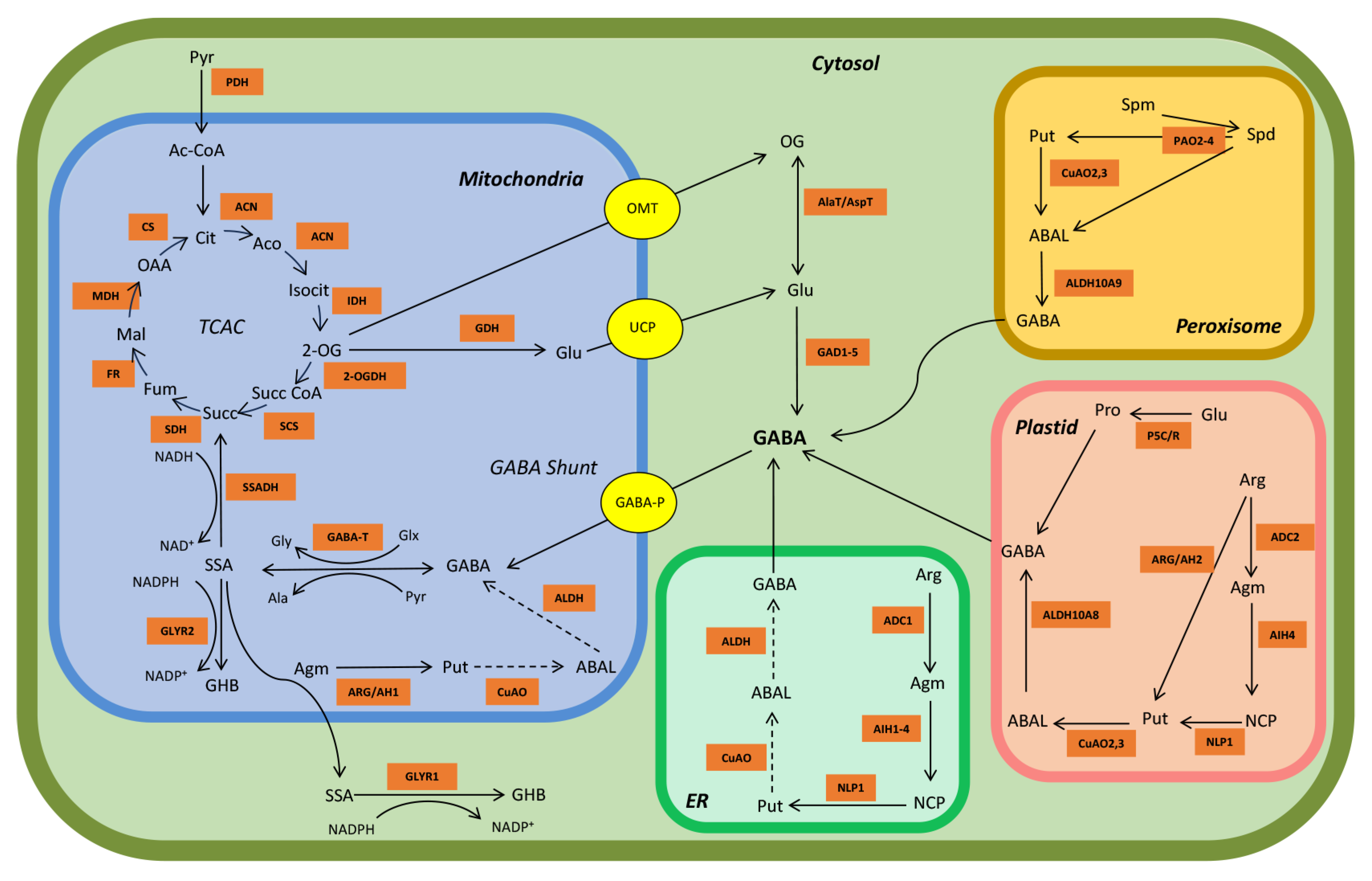 Plants 15 00123 g001 Plants 15 00123 g001