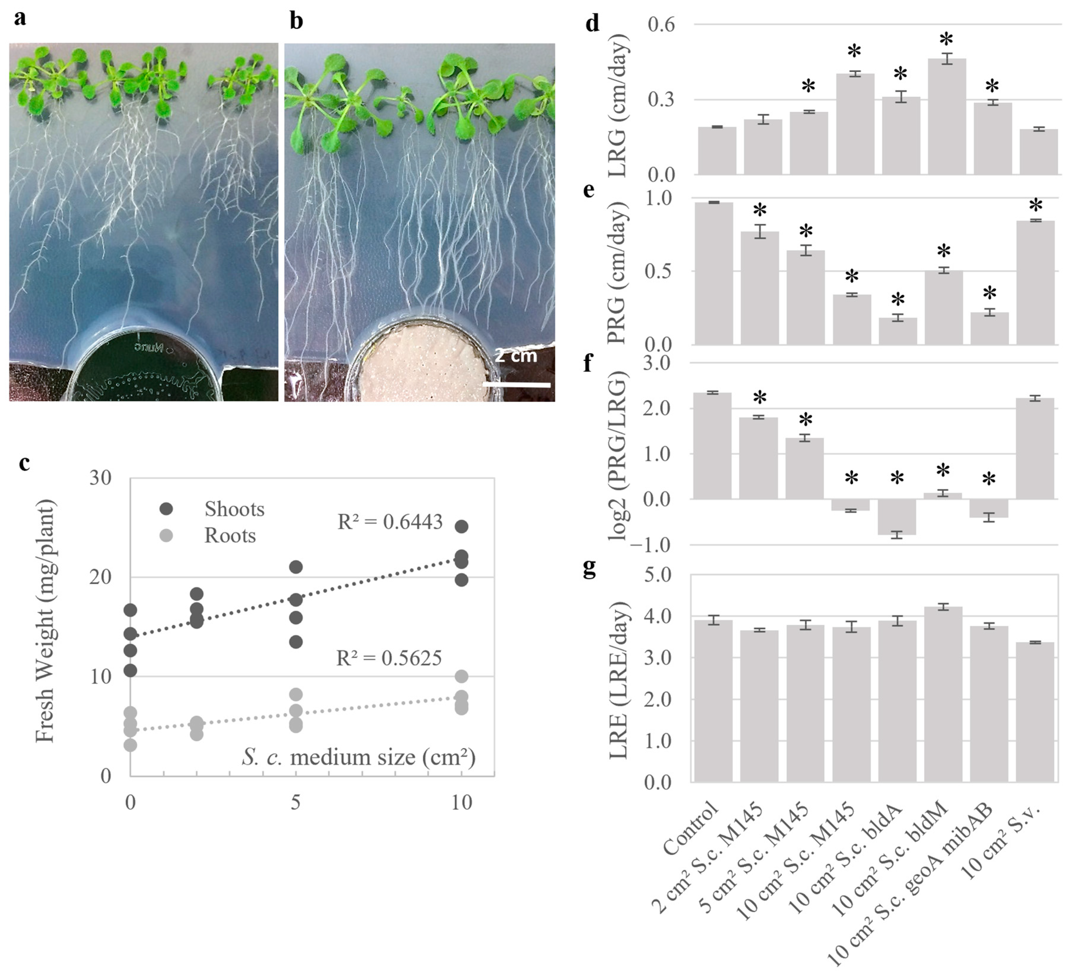 Plants 15 00124 g001 Plants 15 00124 g001