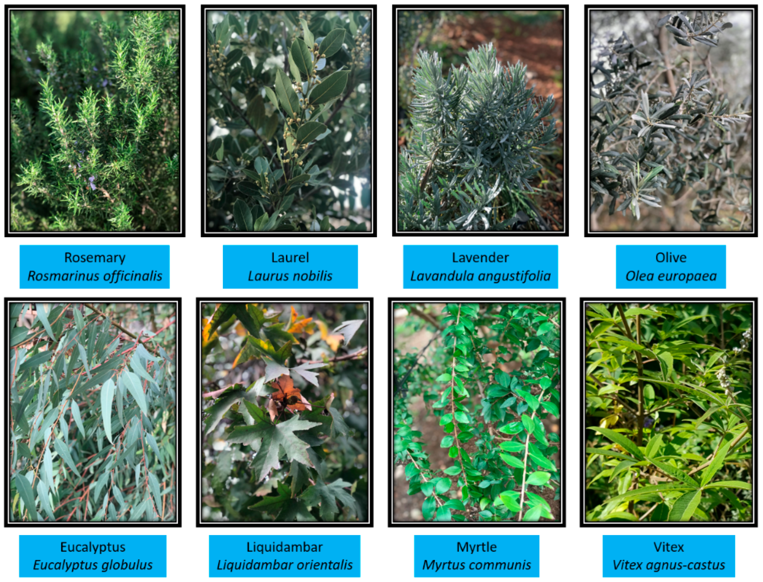 Plants 15 00125 g003 Plants 15 00125 g003