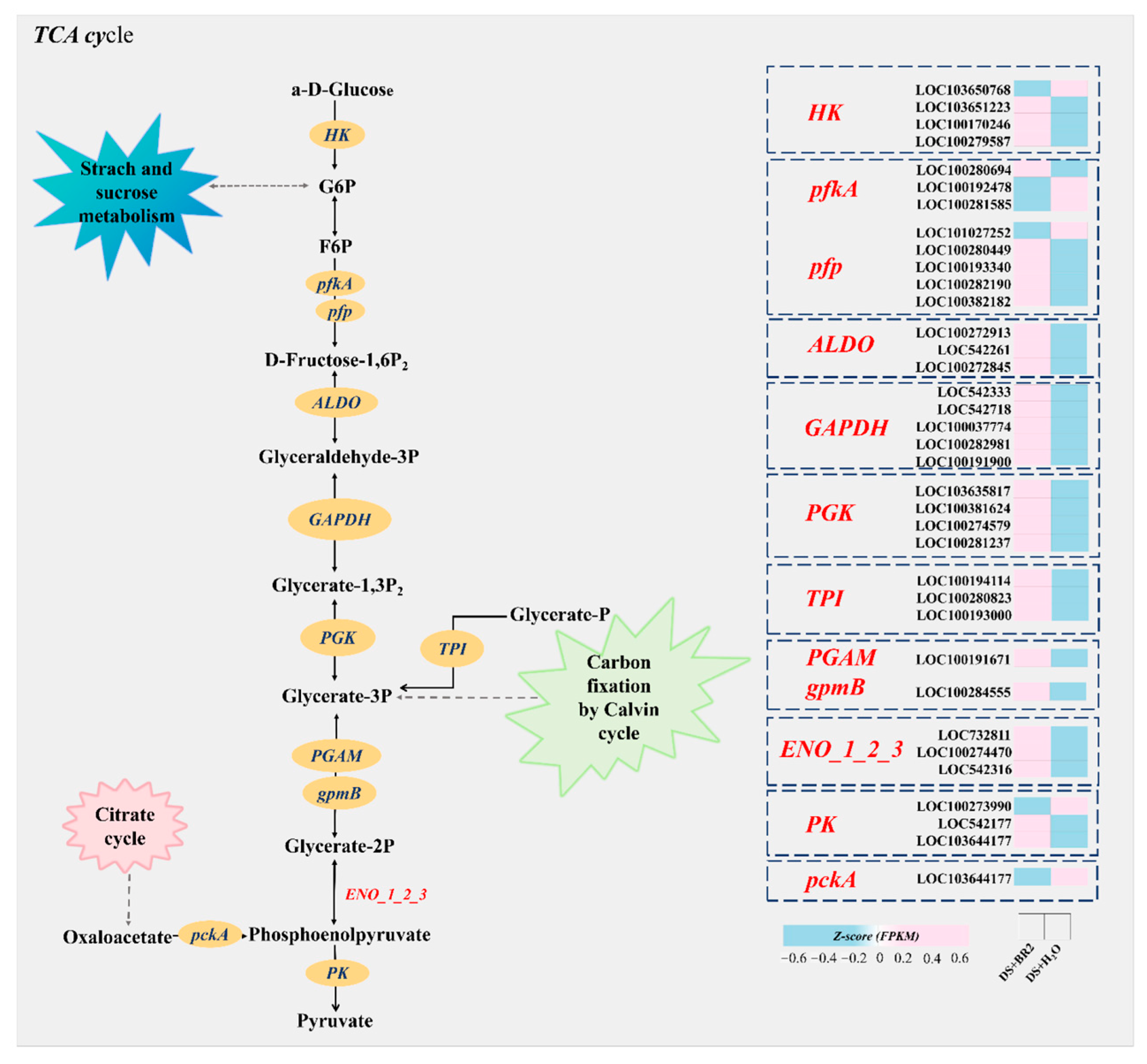 Plants 15 00139 g008