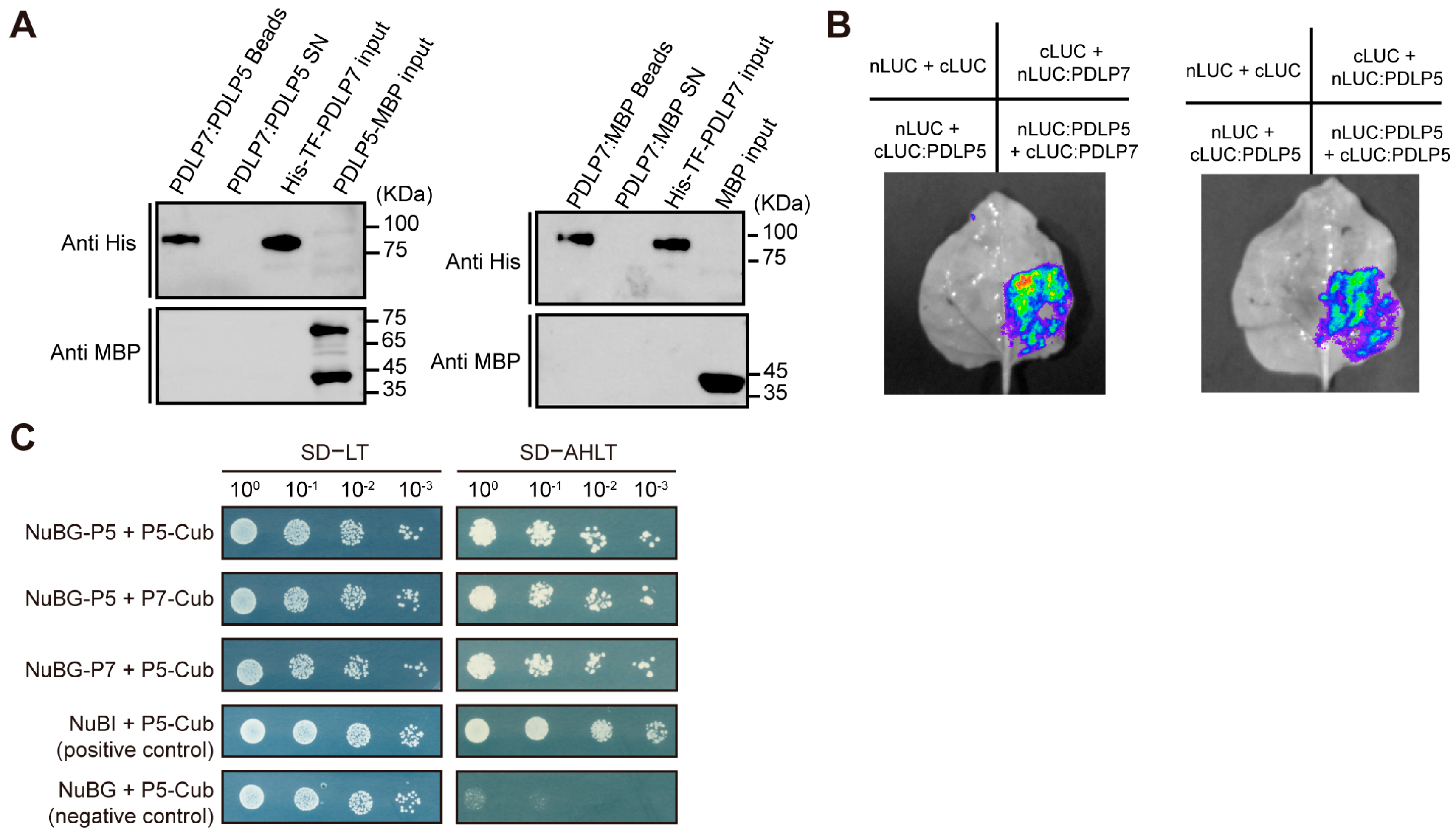 Plants 15 00145 g003 Plants 15 00145 g003
