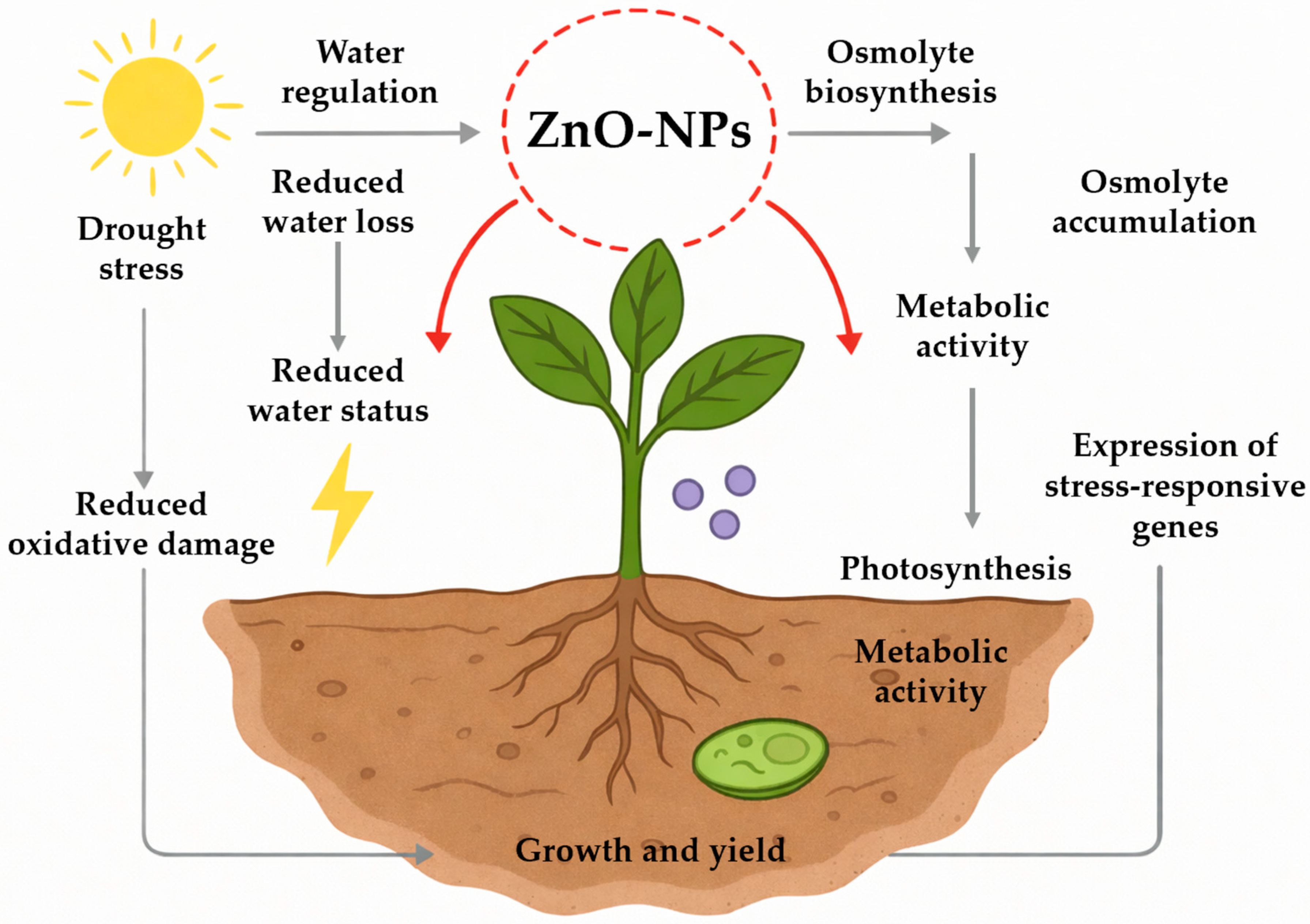 Plants 15 00147 g001 Plants 15 00147 g001
