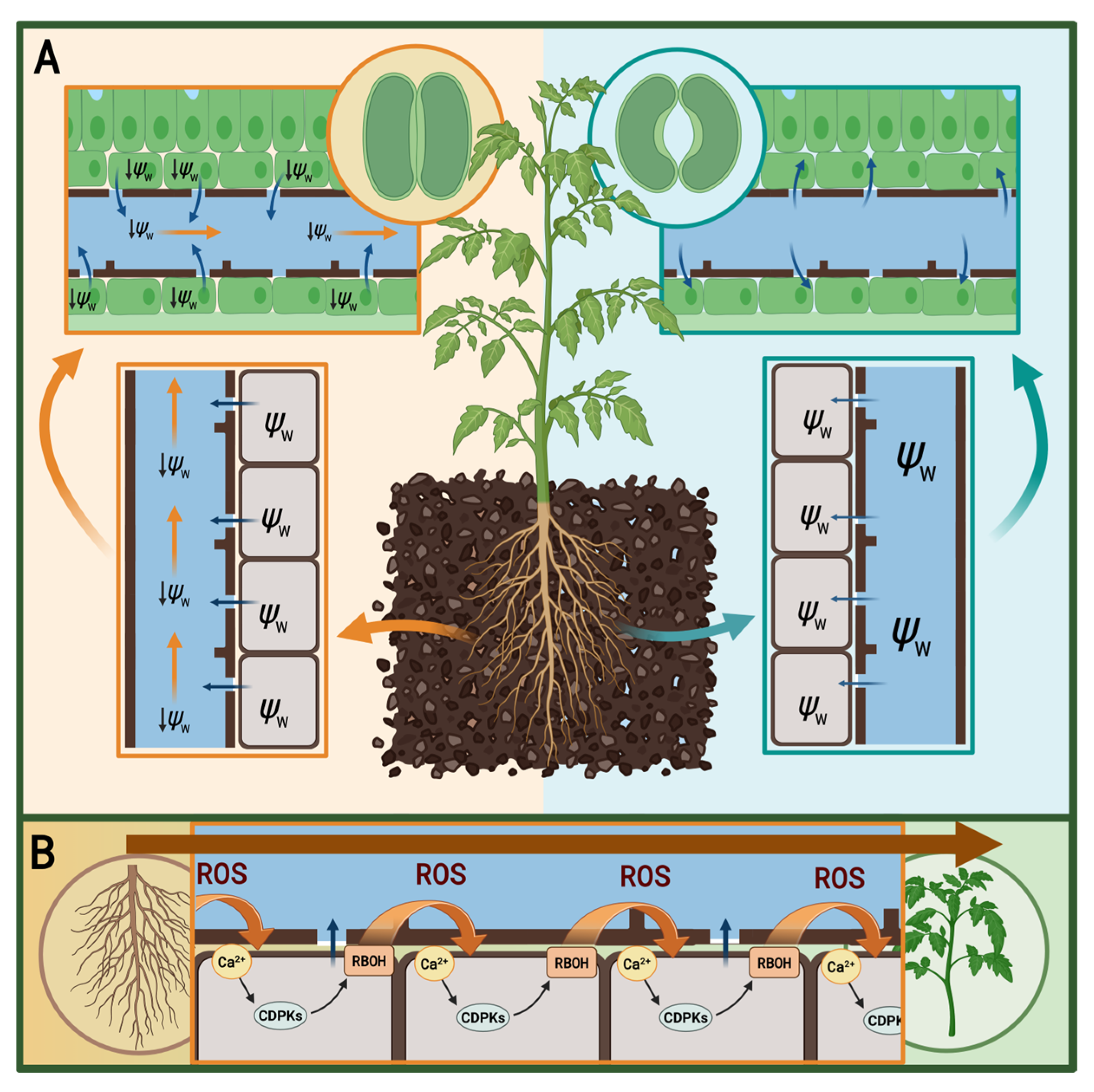 Plants 15 00149 g001 Plants 15 00149 g001