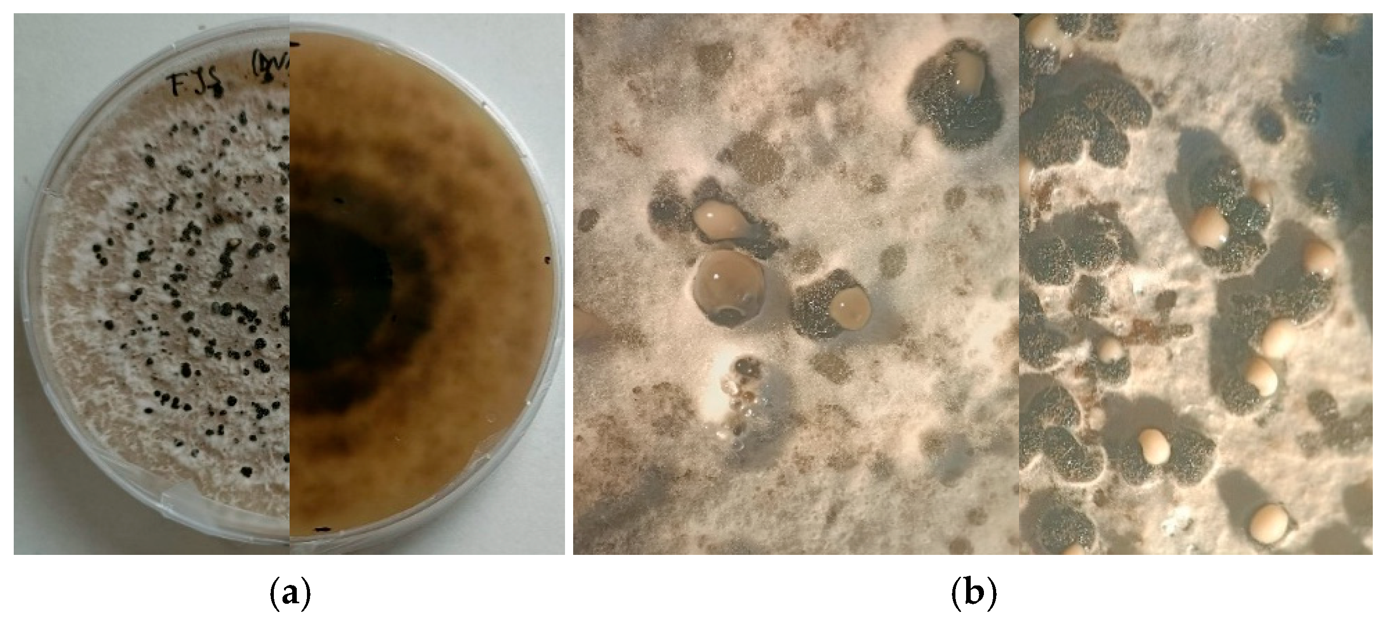 Plants 15 00165 g003