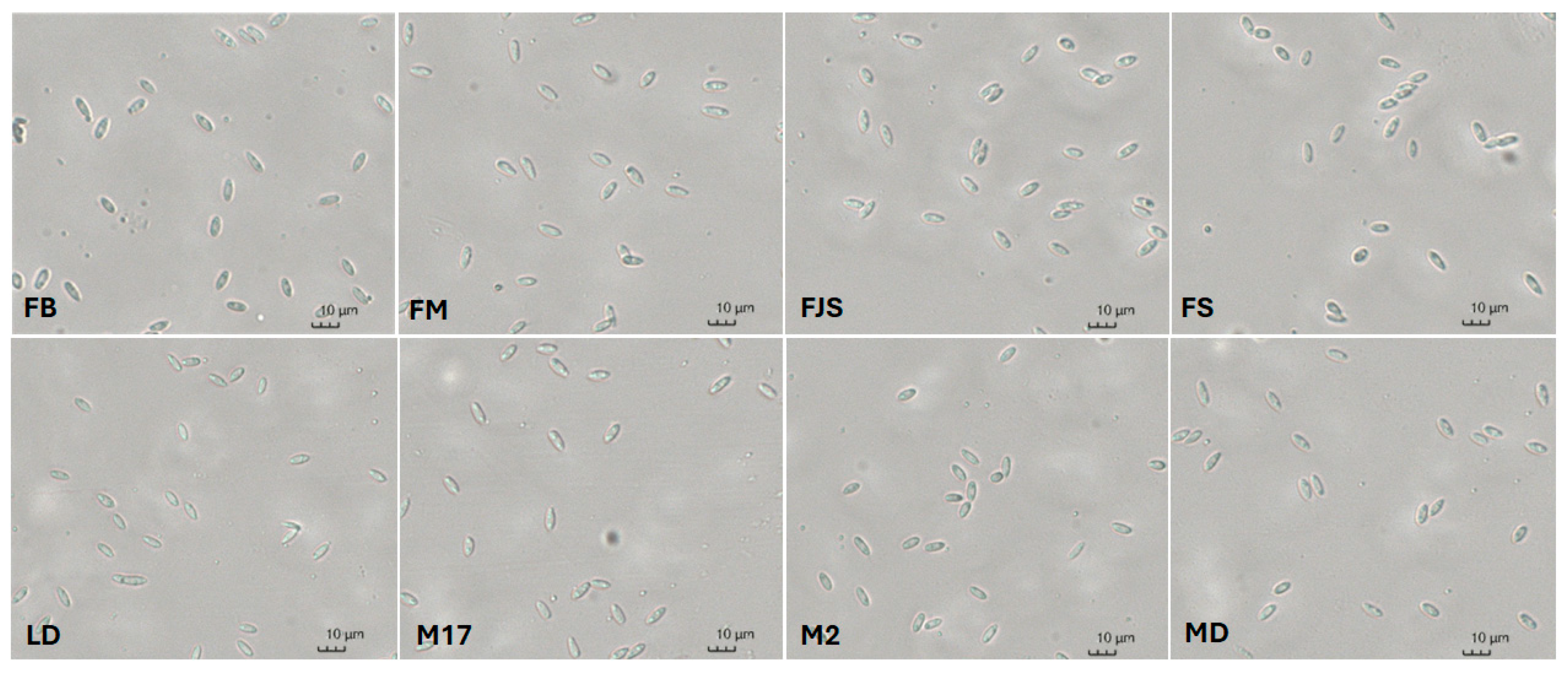 Plants 15 00165 g004