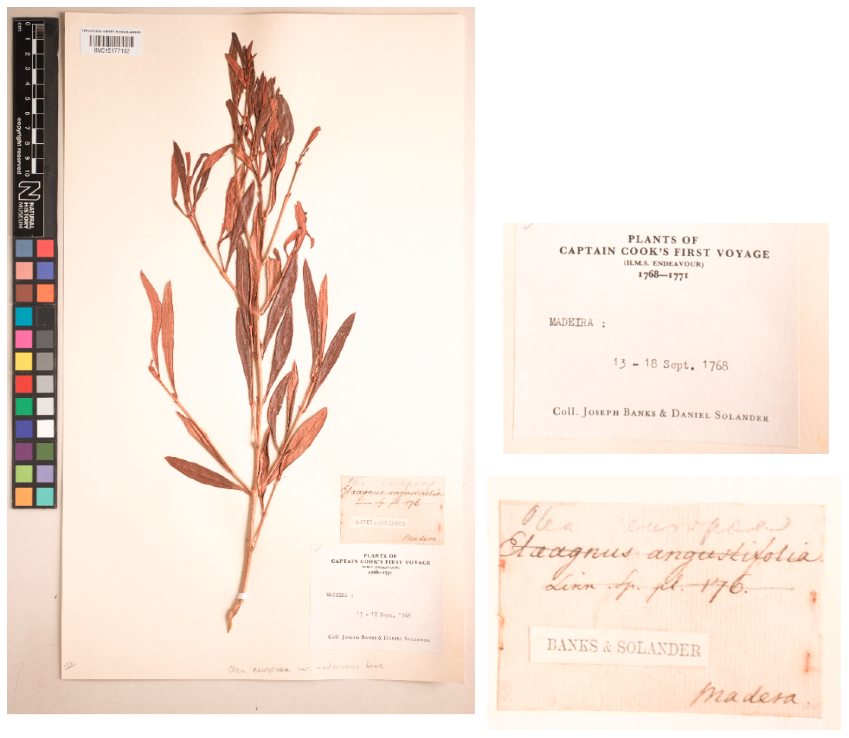 Plants 15 00185 g001 Plants 15 00185 g001