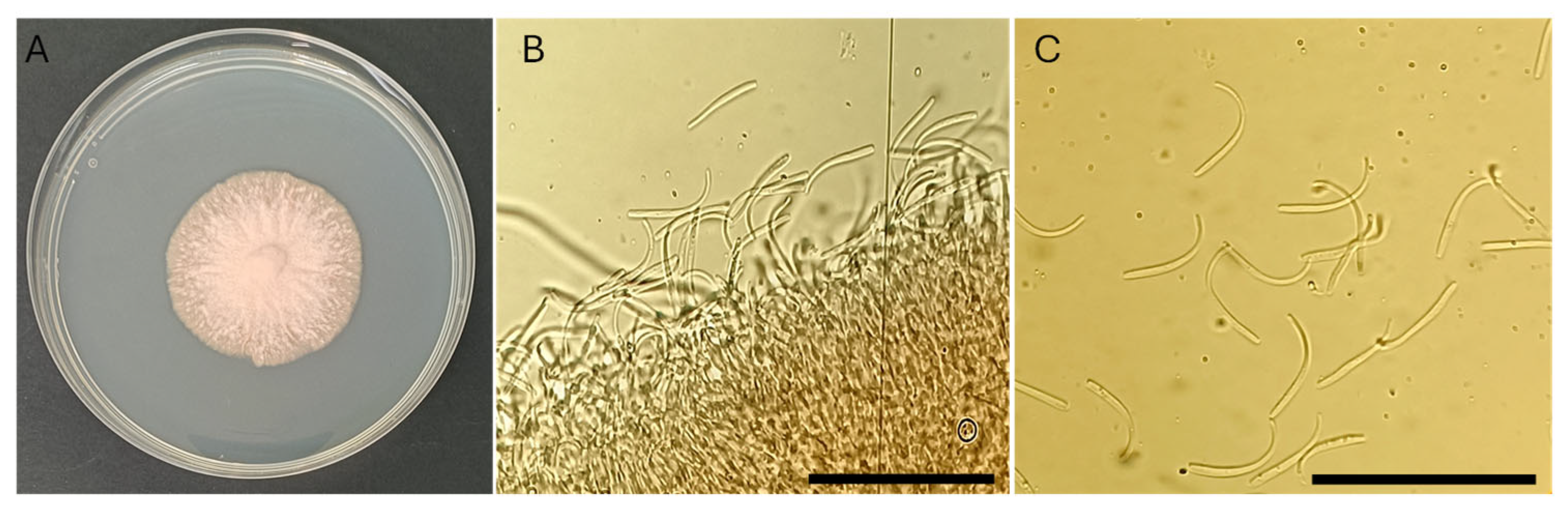 Plants 15 00188 g003