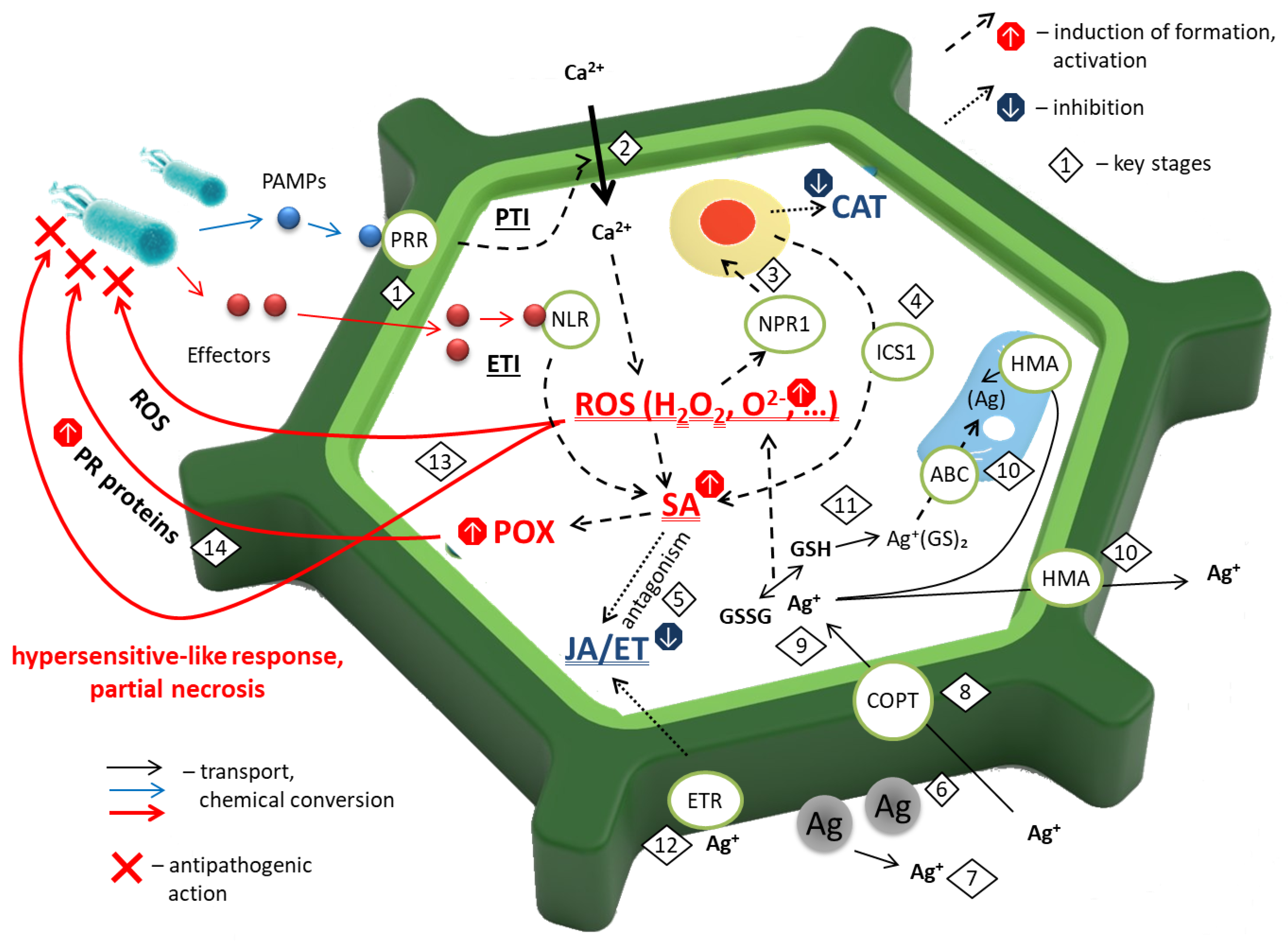 Plants 15 00203 g009
