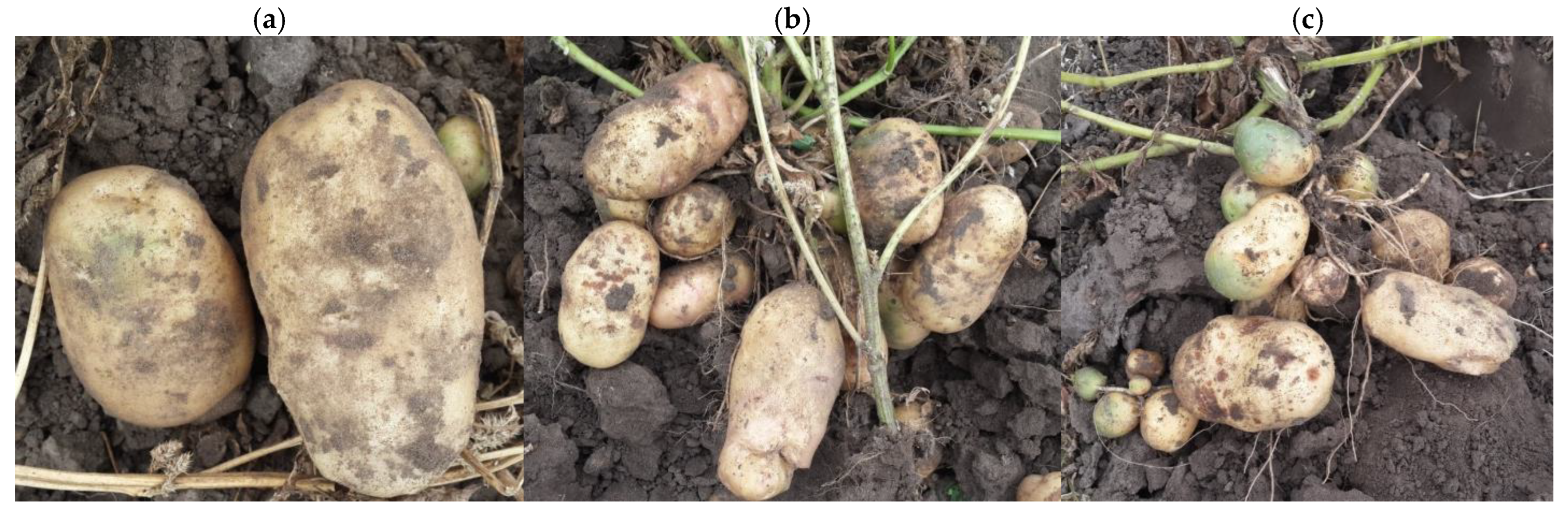 Plants 15 00203 g011