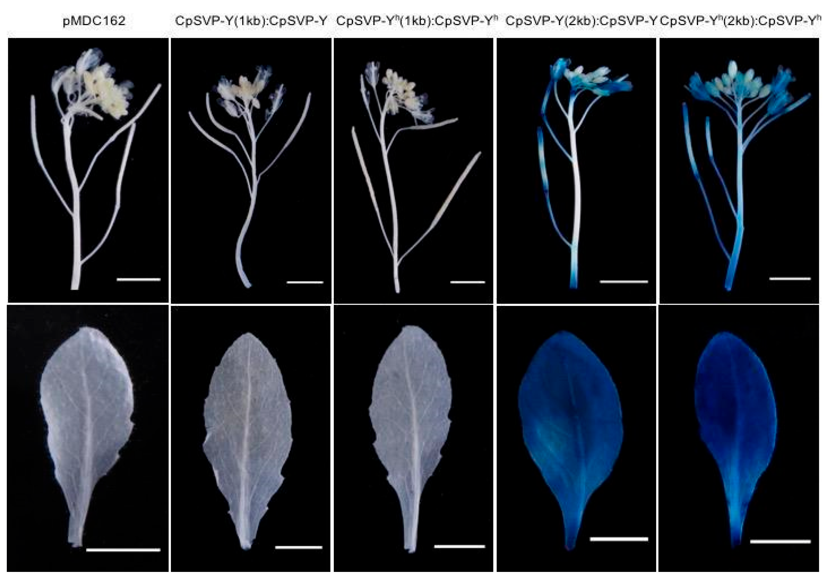 Plants 15 00209 g001 Plants 15 00209 g001